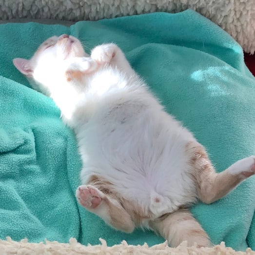 Bertie catching a few ZZZs on a quiet afternoon. <a target='_blank' href='https://www.instagram.com/explore/tags/snap_cats/'>#snap_cats</a> <a target='_blank' href='https://www.instagram.com/explore/tags/snapcats/'>#snapcats</a>