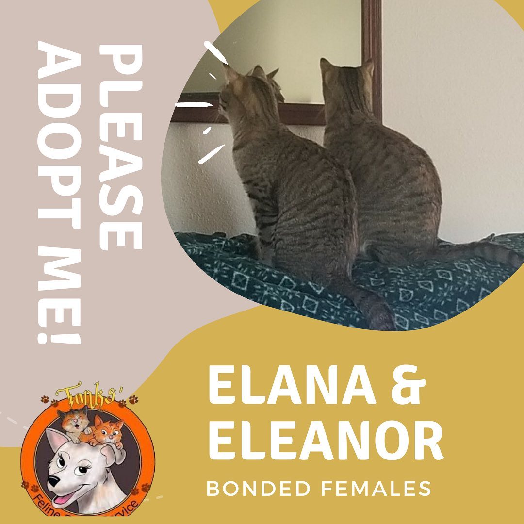 Looking to adopt? Know anyone thinking about a great addition to their family? 😍🙏 Please come meet all these adoptable kitties (and many more!) this Saturday at our adoption event at Pet Supplies Plus in Huntington Beach (5912 Edinger Ave) from 11 AM - 4 PM. 

If you are in the area, and are looking to open your heart and home, please come by and see us and meet all these precious babes looking for their furever homes ❤️ even if you aren’t able to adopt at the moment please share this post or consider fostering! We appreciate you all 💕

<a target='_blank' href='https://www.instagram.com/explore/tags/catlife/'>#catlife</a> <a target='_blank' href='https://www.instagram.com/explore/tags/catprobs/'>#catprobs</a> <a target='_blank' href='https://www.instagram.com/explore/tags/rescuecat/'>#rescuecat</a> <a target='_blank' href='https://www.instagram.com/explore/tags/rescuecatsrule/'>#rescuecatsrule</a> <a target='_blank' href='https://www.instagram.com/explore/tags/rescuecatsrock/'>#rescuecatsrock</a> <a target='_blank' href='https://www.instagram.com/explore/tags/chat/'>#chat</a> <a target='_blank' href='https://www.instagram.com/explore/tags/katze/'>#katze</a> <a target='_blank' href='https://www.instagram.com/explore/tags/neko/'>#neko</a> <a target='_blank' href='https://www.instagram.com/explore/tags/rescuedandloved/'>#rescuedandloved</a> <a target='_blank' href='https://www.instagram.com/explore/tags/adoptdontshop/'>#adoptdontshop</a> <a target='_blank' href='https://www.instagram.com/explore/tags/catstagram/'>#catstagram</a> <a target='_blank' href='https://www.instagram.com/explore/tags/catsofinstagram/'>#catsofinstagram</a> <a target='_blank' href='https://www.instagram.com/explore/tags/instacat/'>#instacat</a> <a target='_blank' href='https://www.instagram.com/explore/tags/coolcats/'>#coolcats</a> <a target='_blank' href='https://www.instagram.com/explore/tags/tonksfelinefoster/'>#tonksfelinefoster</a> <a target='_blank' href='https://www.instagram.com/explore/tags/gardengrove/'>#gardengrove</a> <a target='_blank' href='https://www.instagram.com/explore/tags/orangecounty/'>#orangecounty</a> <a target='_blank' href='https://www.instagram.com/explore/tags/lacounty/'>#lacounty</a> <a target='_blank' href='https://www.instagram.com/explore/tags/rescueanimals/'>#rescueanimals</a>