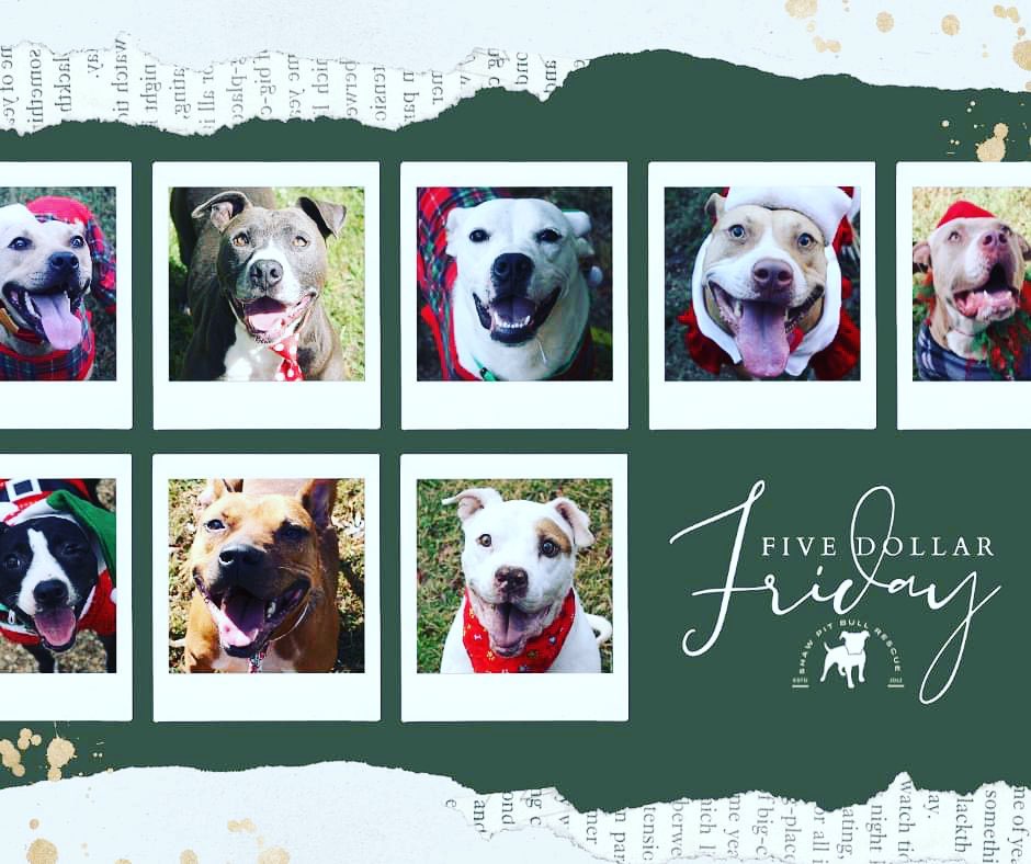 Five Dollar Friday Fundraiser ♥️
🅕🅘🅥🅔 🅓🅞🅛🅛🅐🅡 🅕🅡🅘🅓🅐🅨 ❣︎
If even a small fraction of our followers can donate just $5 today, we could reach our December sponsorships goal!

Please consider donating so we can continue to save more dogs like the sweet adopt-a-bulls pictured for your viewing pleasure :)

Every “like” and “share” helps as well!
As always we THANK YOU so very much for your continued support of our mission ❣︎ We hope we are making you proud!