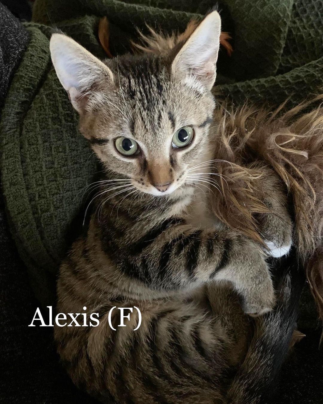 Meet Alexis! It’s all treats no tricks from this adorable, bright-eyed tabby! Alexis is friendly girl who would love a spot on your shoulder. She would step into any home and make it cuter with her little white toes! She loves string toys, climbing the cat tree, and anything that crinkles. Adoption fee $60.  She is spayed, vaccinated and chipped, 3 months old .
.
.
<a target='_blank' href='https://www.instagram.com/explore/tags/NWAR/'>#NWAR</a> <a target='_blank' href='https://www.instagram.com/explore/tags/BentonvilleAR/'>#BentonvilleAR</a> <a target='_blank' href='https://www.instagram.com/explore/tags/RogersAR/'>#RogersAR</a> <a target='_blank' href='https://www.instagram.com/explore/tags/SpringdaleAR/'>#SpringdaleAR</a> <a target='_blank' href='https://www.instagram.com/explore/tags/FayettevilleAR/'>#FayettevilleAR</a> <a target='_blank' href='https://www.instagram.com/explore/tags/FFNWA/'>#FFNWA</a> <a target='_blank' href='https://www.instagram.com/explore/tags/NWArk/'>#NWArk</a> <a target='_blank' href='https://www.instagram.com/explore/tags/FabulousFelinesNWA/'>#FabulousFelinesNWA</a>  <a target='_blank' href='https://www.instagram.com/explore/tags/Arkansas/'>#Arkansas</a>  <a target='_blank' href='https://www.instagram.com/explore/tags/Catstagram/'>#Catstagram</a> <a target='_blank' href='https://www.instagram.com/explore/tags/AdoptDontShop/'>#AdoptDontShop</a> <a target='_blank' href='https://www.instagram.com/explore/tags/CatsOfInstagram/'>#CatsOfInstagram</a> <a target='_blank' href='https://www.instagram.com/explore/tags/Adoptable/'>#Adoptable</a> <a target='_blank' href='https://www.instagram.com/explore/tags/Cat/'>#Cat</a> <a target='_blank' href='https://www.instagram.com/explore/tags/Kitten/'>#Kitten</a> <a target='_blank' href='https://www.instagram.com/explore/tags/Kittenstagram/'>#Kittenstagram</a> <a target='_blank' href='https://www.instagram.com/explore/tags/CatRescue/'>#CatRescue</a>