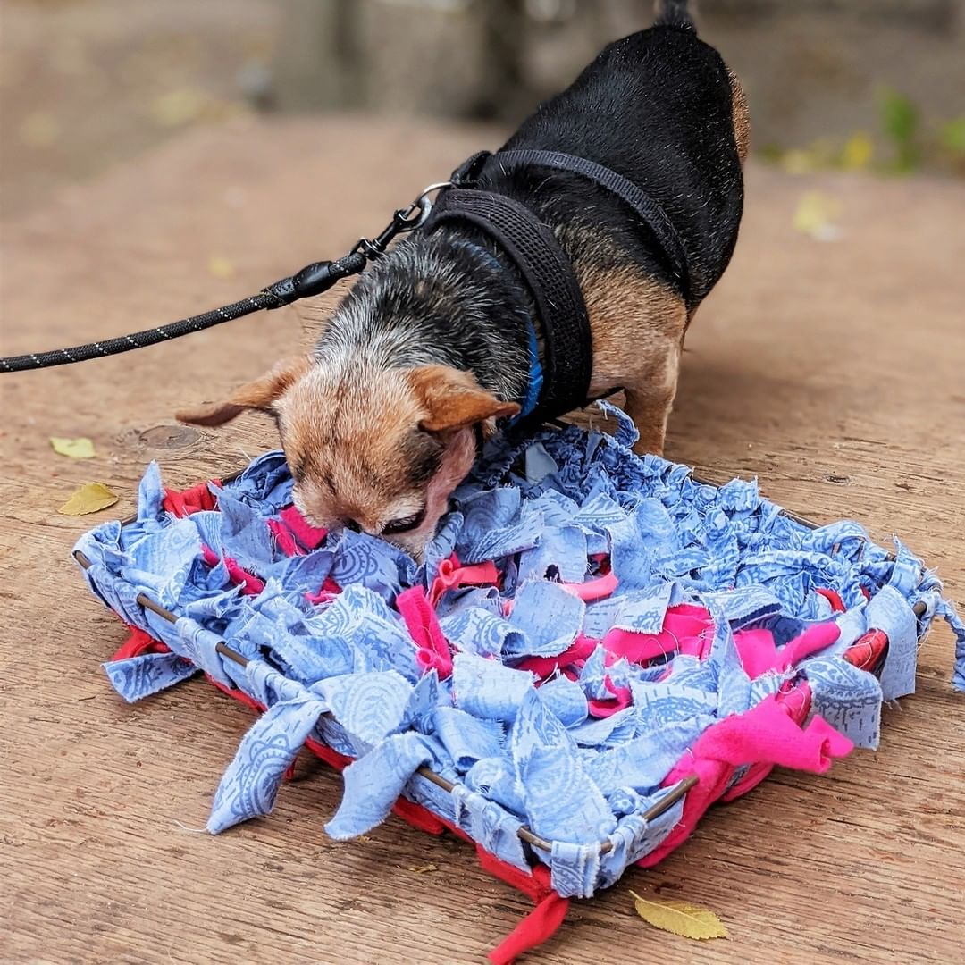 NOURRIR SON CHIEN DANS UN BOL, C’EST DU PASSÉ! 😳🐕
L’un des conseils que les spécialistes en comportement canin donnent souvent peut paraître étonnant : « Remisez la gamelle de Fido et faites travailler votre chien pour qu'il obtienne son repas! » 

En adoptant cette simple habitude, les familles qui se sentent dépassées par le trop-plein d’énergie de leur animal lui donneront une belle occasion de canaliser son énergie. 

En effet, les chiens d’aujourd’hui se nourrissent dans un plat d’enrichissement, un bol ralentisseur, un jouet de type Kong, une balle distributrice, un tapis de fouille, ou encore un contenant maison composé de vieux emballages de cartons et de papiers chiffonnés.

Les chiens de tous âges ont besoin d’activités pour s’épanouir. Profitez du moment tant attendu du repas pour le stimuler. On estime que 15 minutes de stimulation mentale équivalent à environ 1 h de marche pour les chiens!

Pour découvrir plus de trucs et conseils au sujet de la stimulation mentale chez le chien, consultez notre site Web au lien dans la bio. 

📷 Voyez ici Bandit, Bella et Céleste qui profitent de leurs repas dans différents jouets d'enrichissement à la SPCA de Montréal.

//
FEEDING YOUR DOG IN A BOWL IS A THING OF THE PAST! 
Dog behaviourists frequently suggest a surprising change: “Put Fido’s bowl away and make your dog work for their meal!”

Indeed, families often find it difficult to channel their dog’s seemingly boundless energy, but there is a simple solution. Today’s dogs can eat from an enrichment dish, a slow feeder, a kong type toy, a ball feeder, a digging mat, or a homemade container made of old cardboard and crumpled paper, and gain much-needed mental stimulation.

Dogs of all ages need activity to thrive. Make the most of much-awaited mealtimes to add some excitement to the day! For dogs, just 15 minutes of mental stimulation is equivalent to about 1 hour of walking!

For more tips and advice on mental stimulation for dogs, visit our website at the link in bio.

📷 Here, you can see Bandit, Bella and Céleste at the Montréal SPCA, enjoying their meals in enrichment toys.