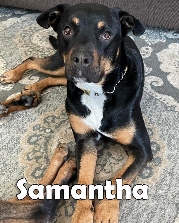 I my name is Samantha but my fosters call me Sammy! 
I would be best suited in an only pet home or a home that has older dogs, no cats.
 I can be possessive of toys therefore would do best with older dog savvy children.
I have a lot of energy and would benefit from an active home, who will continue to work on my leash manners. 

I’ve been working on simple commands such as sit, stay, off and ok, I sometimes forget personal space is a thing oops. 

I love everyone I meet and can’t wait to find a forever home! 

More photos coming soon!