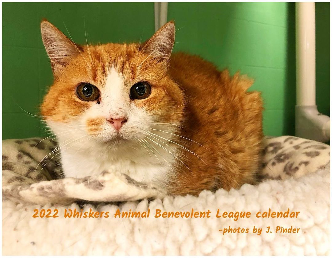 The 2022 Whiskers fundraising calendar is now available! 🗓 This beautiful calendar makes an amazing gift and all proceeds go to Whiskers! 🧡 Thank you to one of our volunteers, Jenn, for all of your work on this! 🙏 You can purchase your calendar at https://tinyurl.com/Whiskerscalendar 😻