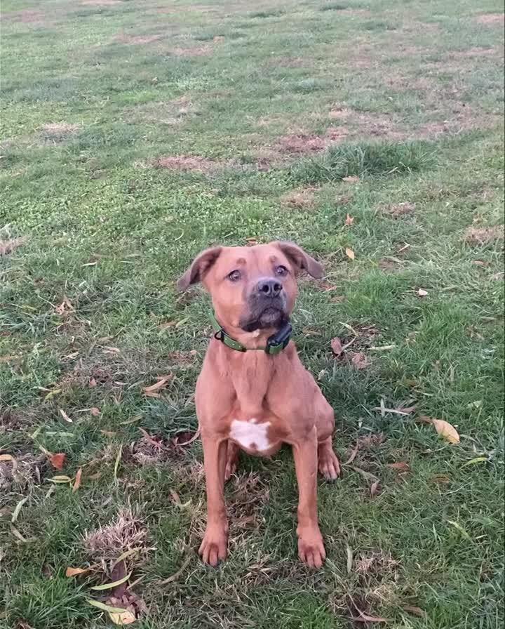 4Paws alum Sire spending some time at HQ. Here he is during one of his daily fetch sessions. It was chilly and early in the morning, so just some low intensity to start out.