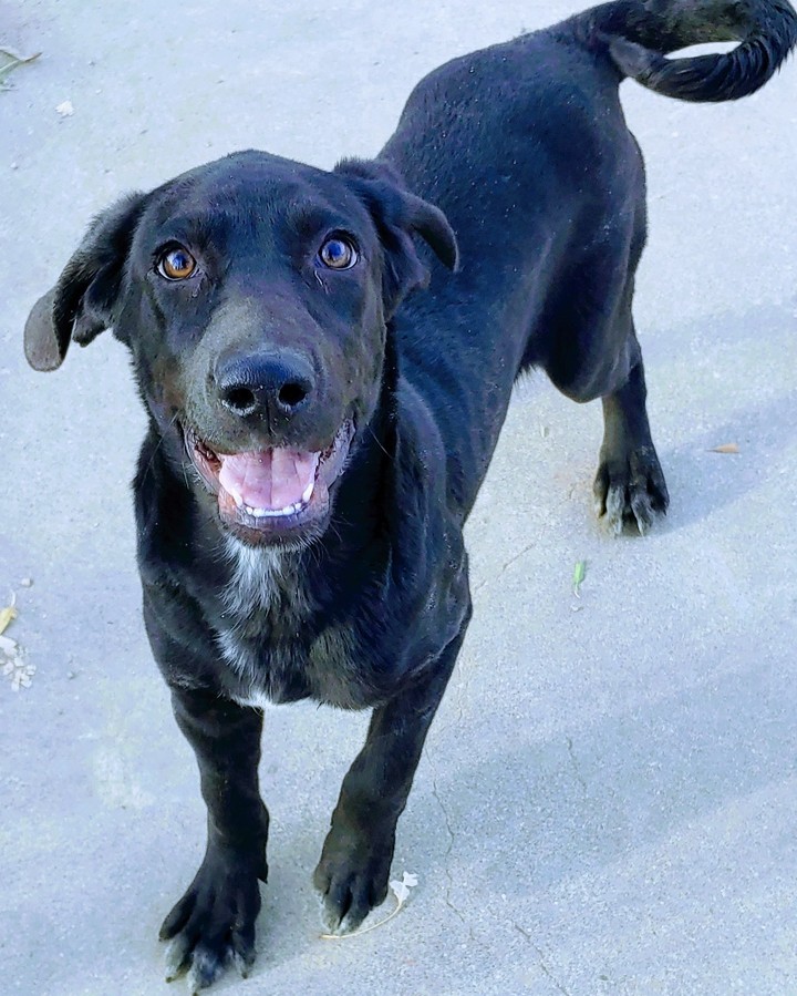 Woo Doggie! Look at what we have here! Just the cutest coonhound lab mix puppies that's what! And who can resist those cute puppy faces? We sure can't. These guys and gals would love to be your furr-ever dog ❤. 

Their adoption is $60 and includes everything we have to offer! <a target='_blank' href='https://www.instagram.com/explore/tags/takemehometonight/'>#takemehometonight</a> <a target='_blank' href='https://www.instagram.com/explore/tags/idontwannabealonetonight/'>#idontwannabealonetonight</a> <a target='_blank' href='https://www.instagram.com/explore/tags/adoptme/'>#adoptme</a> <a target='_blank' href='https://www.instagram.com/explore/tags/coonhoundpuppies/'>#coonhoundpuppies</a>! <a target='_blank' href='https://www.instagram.com/explore/tags/loveussomepuppies/'>#loveussomepuppies</a> <a target='_blank' href='https://www.instagram.com/explore/tags/naawa/'>#naawa</a> <a target='_blank' href='https://www.instagram.com/explore/tags/trinidadco/'>#trinidadco</a>