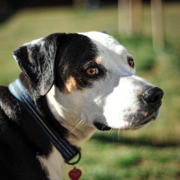 ☎️In order to meet with me you have to make an appointment. Call the dog shelter at 303.595.4917 and the humans at the front desk can schedule one for you. 

☄️Hello there! My name is Mando and I am a 1-year-old Foxhound Mix. I traveled to MaxFund a long time ago, from a galaxy far away called Texas. I was taken care of by my foster parents because I tested heartworm positive, but I am all done with my treatment!

☄️I am hoping to travel to my furever home next. My perfect home would be one where I get lots of play time. I am only 1 year old, so I still have lots of energy. Unfortunately, heartworm treatment meant I needed to stay as still as I could. It might have been easier if I had just been frozen in carbonite. I much prefer going on walks and playing with my favorite people. I cannot wait to find my person and go on lots of adventures with them!

☄️I am a real sweetheart and get along with pretty much everyone! Any four-legged friends will have to come and meet with me just to be certain we get along. I would make a great family dog if you're looking to expand yours!

☄️Are you looking to take me home yet? Because I think that is the best way! Just call my friends at MaxFund at 303.595.4917, so they can connect you with my foster!

<a target='_blank' href='https://www.instagram.com/explore/tags/maxfund/'>#maxfund</a> <a target='_blank' href='https://www.instagram.com/explore/tags/puppers/'>#puppers</a> <a target='_blank' href='https://www.instagram.com/explore/tags/foxhound/'>#foxhound</a> <a target='_blank' href='https://www.instagram.com/explore/tags/homelesspups/'>#homelesspups</a> <a target='_blank' href='https://www.instagram.com/explore/tags/homelessanimals/'>#homelessanimals</a> <a target='_blank' href='https://www.instagram.com/explore/tags/adoptabledogs/'>#adoptabledogs</a> <a target='_blank' href='https://www.instagram.com/explore/tags/adoptablepuppies/'>#adoptablepuppies</a> <a target='_blank' href='https://www.instagram.com/explore/tags/canines/'>#canines</a> <a target='_blank' href='https://www.instagram.com/explore/tags/shelterdogs/'>#shelterdogs</a> <a target='_blank' href='https://www.instagram.com/explore/tags/dogsofdenver/'>#dogsofdenver</a> <a target='_blank' href='https://www.instagram.com/explore/tags/mountaindogs/'>#mountaindogs</a> <a target='_blank' href='https://www.instagram.com/explore/tags/lapdogs/'>#lapdogs</a> <a target='_blank' href='https://www.instagram.com/explore/tags/bigdogs/'>#bigdogs</a> <a target='_blank' href='https://www.instagram.com/explore/tags/smalldogs/'>#smalldogs</a> <a target='_blank' href='https://www.instagram.com/explore/tags/adoptdontshop/'>#adoptdontshop</a> <a target='_blank' href='https://www.instagram.com/explore/tags/denverco/'>#denverco</a> <a target='_blank' href='https://www.instagram.com/explore/tags/puppies/'>#puppies</a> <a target='_blank' href='https://www.instagram.com/explore/tags/dogs/'>#dogs</a> <a target='_blank' href='https://www.instagram.com/explore/tags/nokillshelter/'>#nokillshelter</a> <a target='_blank' href='https://www.instagram.com/explore/tags/babydog/'>#babydog</a>