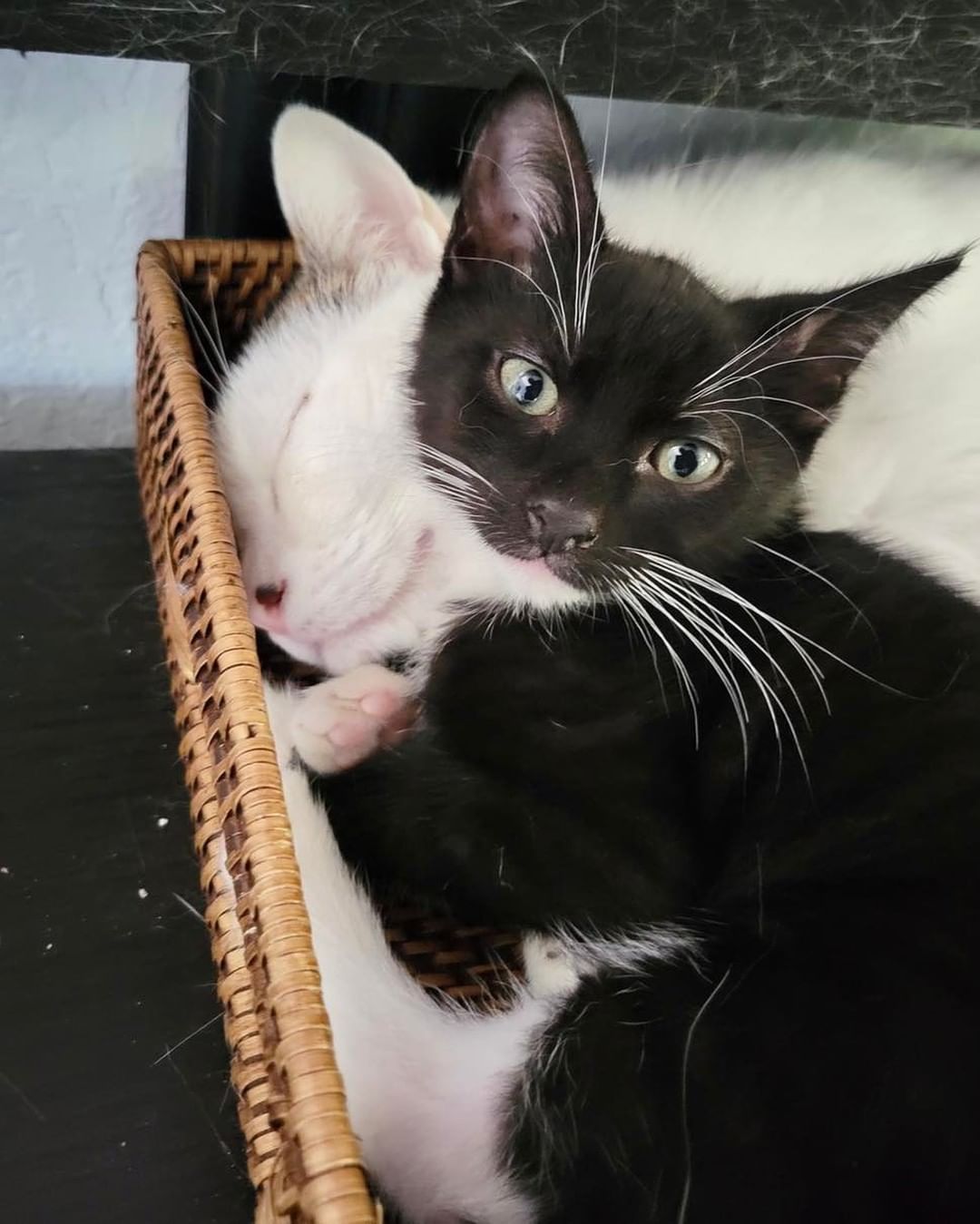 Meet Ghostface! 

Ghostface has been hanging out in one of our awesome foster homes and is now ready for adoption! His foster dad had this to say about him..

“Ghostface is a tame and curious boy who loves to follow you around and observe what you're doing from a close distance.
He enjoys cuddles on his own time and is super curious about other cats! He gets along well with all of my older cats and tries cuddling with one in particular, when his litter mates are off doing their own shenanigans.”

Ghostface is about 10 weeks old, fixed, microchipped, and up to date on vaccines! If you are Interested In adopting him please fill out an application!

https://www.shelterluv.com/matchme/adopt/RAR/Cat