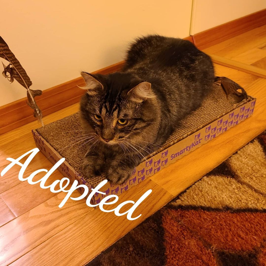 Congratulations Nutter on your final  adoption.Have a wonderful life sweet boy <a target='_blank' href='https://www.instagram.com/explore/tags/adoptedcat/'>#adoptedcat</a> <a target='_blank' href='https://www.instagram.com/explore/tags/happygotchaday/'>#happygotchaday</a>🐶❤️🐾 <a target='_blank' href='https://www.instagram.com/explore/tags/catrescue/'>#catrescue</a> <a target='_blank' href='https://www.instagram.com/explore/tags/animalsforlife/'>#animalsforlife</a>.org <a target='_blank' href='https://www.instagram.com/explore/tags/naugatuckcatshelter/'>#naugatuckcatshelter</a> <a target='_blank' href='https://www.instagram.com/explore/tags/saturdaycaterday/'>#saturdaycaterday</a> <a target='_blank' href='https://www.instagram.com/explore/tags/adoptdontshop/'>#adoptdontshop</a>🐾