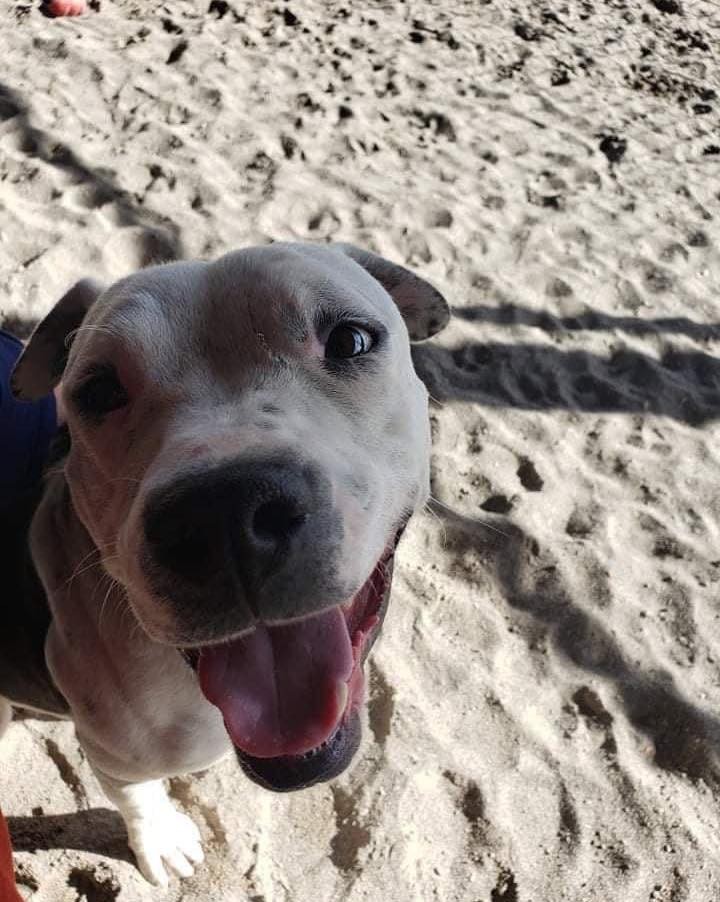 🚨🚨🚨URGENT!!!🚨🚨🚨

Petey has lost his home.  He came from the CSI vet tech program.  The couple that adopted him and picked him up Friday, lost the home they put a bid on and the place they are going to move to does not allow pets.

He is shut down.  He is timid.  He is unsure.  He has only known a kennel.  He needs a home.  He needs love.  He needs some decompression time. HE NEEDS A FAMILY!

Please help us save Petey!!! We only have today!!!
Share!  Share!  Share!  And if you can please open your home to save a life.  We were told he is good with other dogs.Good with kids.  Unknown on cats.  He needs house trained.  He is just existing at this point.

Please we need our Rescue Village to come together and safe this precious life!🙏🙏🙏