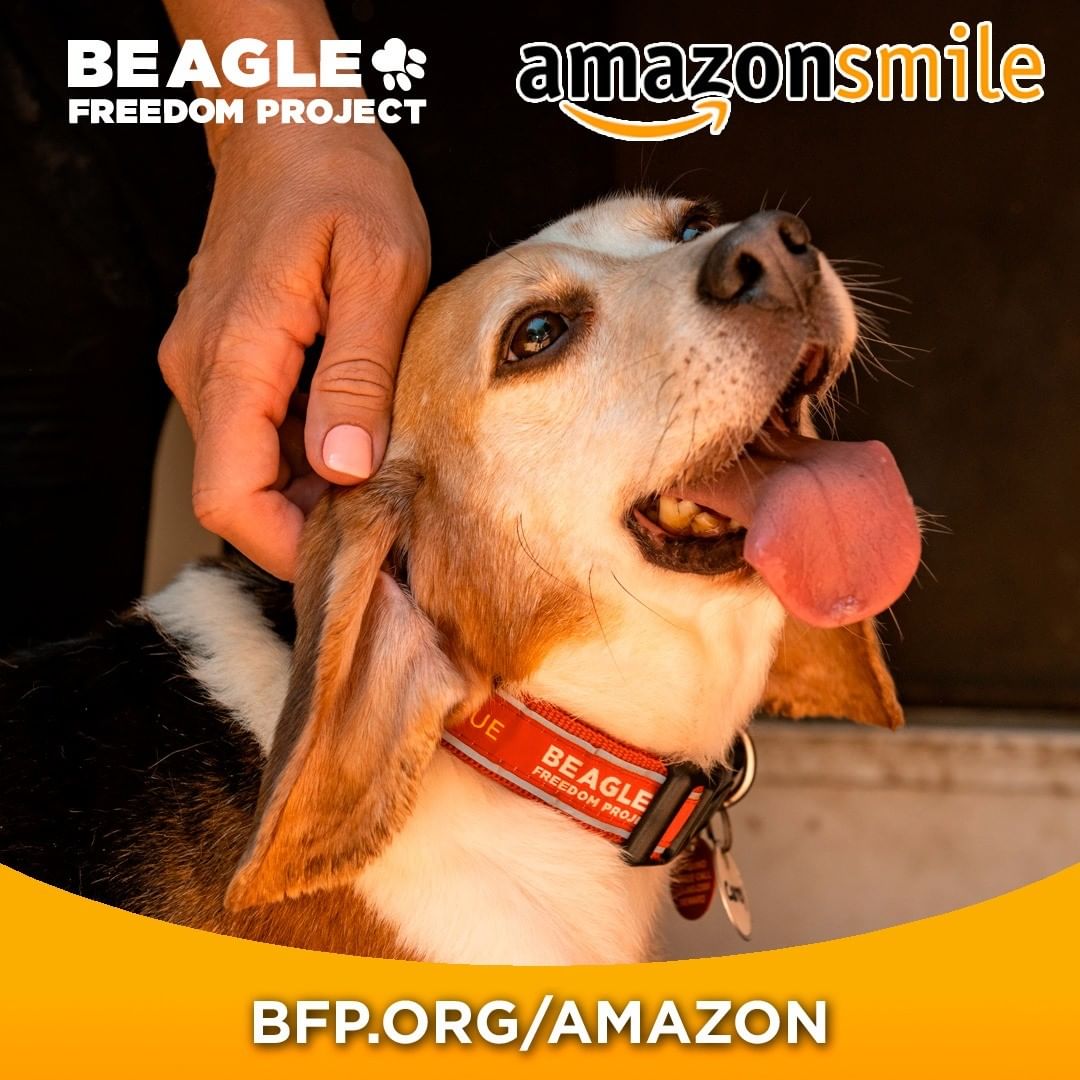 Support Beagle Freedom Project​ when you shop on Amazon Smile.

Go to BFP.ORG/Amazon to select us as your Amazon charity and then start shopping each time at smile.amazon.com. 🐶 😀 😎

____________________

We also post @CrueltyCutter. <a target='_blank' href='https://www.instagram.com/explore/tags/Charity/'>#Charity</a> <a target='_blank' href='https://www.instagram.com/explore/tags/AnimalTesting/'>#AnimalTesting</a> <a target='_blank' href='https://www.instagram.com/explore/tags/AmazonSmile/'>#AmazonSmile</a> <a target='_blank' href='https://www.instagram.com/explore/tags/Beagle/'>#Beagle</a> <a target='_blank' href='https://www.instagram.com/explore/tags/BeaglesOfInstagram/'>#BeaglesOfInstagram</a>