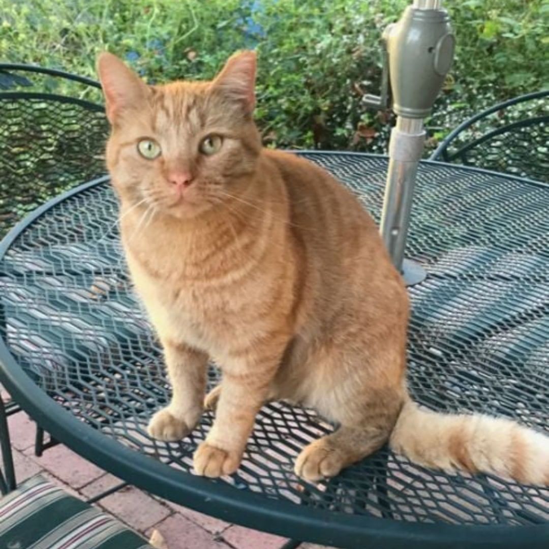 Nibbles is a very friendly male orange tabby.  He was being cared for in a community where he would go to the homeowner association meetings and sit on everyone's lap.  While there his vetting was completed and he lived an outdoor life of freedom with regular meals provided until his caretaker moved and could not take him with her.  He is a wonderful cat and would be delighted to have an indoor/outdoor home to call his own.  Come visit this guy and see if he is the lap kitty for you.
Approx. DOB: 07/28/17