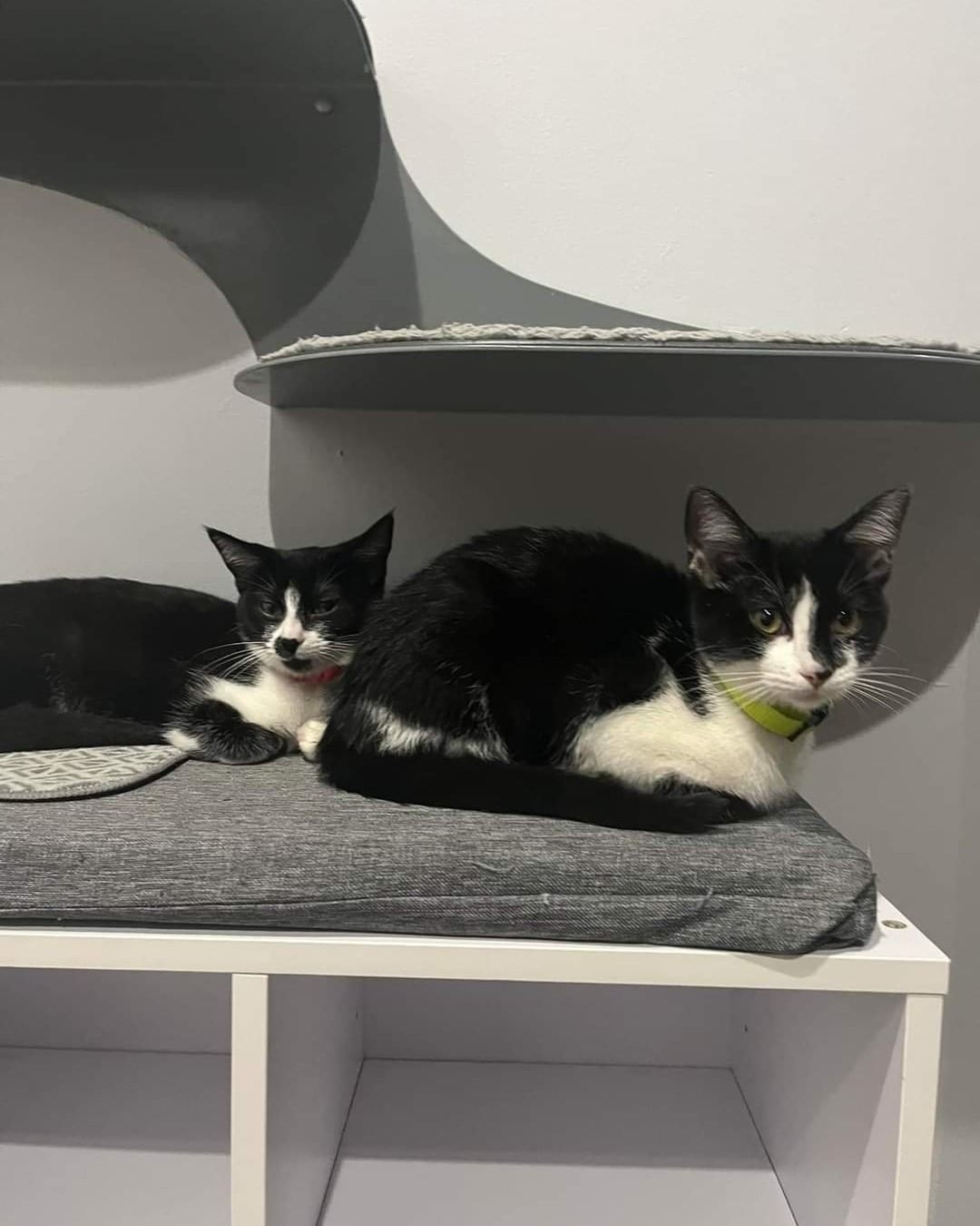 Meet Pinochle (pink collar) and Rummy (yellow collar)! These sisters are the best of friends and are currently staying at the Happy Cat Cafe waiting for their forever home. They are a little shy, but within a few minutes of them observing you, they will climb right in your lap for endless cuddles. They are the sweetest girls and get along great with other cats and kittens. They are about 3 months old. They can be adopted separately, but if you are looking for two kittens these two would be the perfect addition to your family! Be sure to visit our website to complete your application for pre-approval. https://michelesrescue.com/ 
.
.
<a target='_blank' href='https://www.instagram.com/explore/tags/michelesrescue/'>#michelesrescue</a> <a target='_blank' href='https://www.instagram.com/explore/tags/michelesrescuepawz/'>#michelesrescuepawz</a> <a target='_blank' href='https://www.instagram.com/explore/tags/michelesrescueonfacebook/'>#michelesrescueonfacebook</a> <a target='_blank' href='https://www.instagram.com/explore/tags/michelesrescueoninstgram/'>#michelesrescueoninstgram</a> <a target='_blank' href='https://www.instagram.com/explore/tags/michelesrescueoffacebook/'>#michelesrescueoffacebook</a> <a target='_blank' href='https://www.instagram.com/explore/tags/michelesrescueofinstgram/'>#michelesrescueofinstgram</a> <a target='_blank' href='https://www.instagram.com/explore/tags/beahero/'>#beahero</a> <a target='_blank' href='https://www.instagram.com/explore/tags/spayandneuter/'>#spayandneuter</a> <a target='_blank' href='https://www.instagram.com/explore/tags/pinkpawz/'>#pinkpawz</a> <a target='_blank' href='https://www.instagram.com/explore/tags/blackpawz/'>#blackpawz</a> <a target='_blank' href='https://www.instagram.com/explore/tags/whitepawz/'>#whitepawz</a> <a target='_blank' href='https://www.instagram.com/explore/tags/adoptdontshop/'>#adoptdontshop</a>