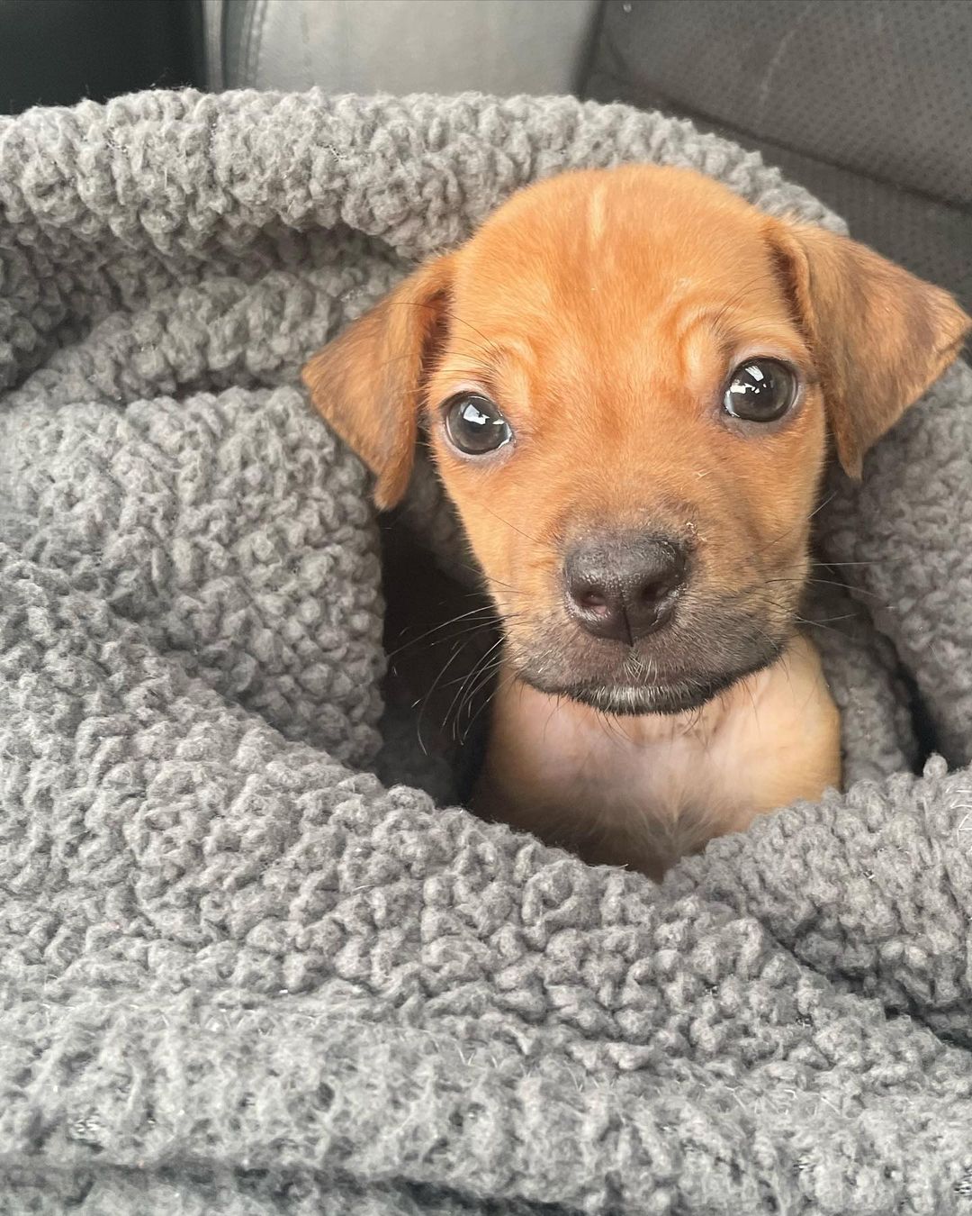 Sweet Guppy is on the road to recovery, with thanks to you!

Guppy is checking in to lift your spirits!  This teeny tiny parvo warrior is enjoying life outside the hospital.  He loves to be held and comforted, eats like a champion and is super playful.  Guppy needs several more weeks of recovery before he will be ready for a home of his own, but for now, this little miracle is finally enjoying life as a spoiled puppy!  We thank you, our devoted rescue community, for being there for Guppy when he needed you most.

We know RBARI isn’t the only organization asking for your help this time of year, but we are happy to show you the successful stories, like Guppy’s, that you have made possible through your generosity. 

We could never possibly thank you enough, but I think Gup’s happy face truly tells you how grateful we are for your unending support ❤️