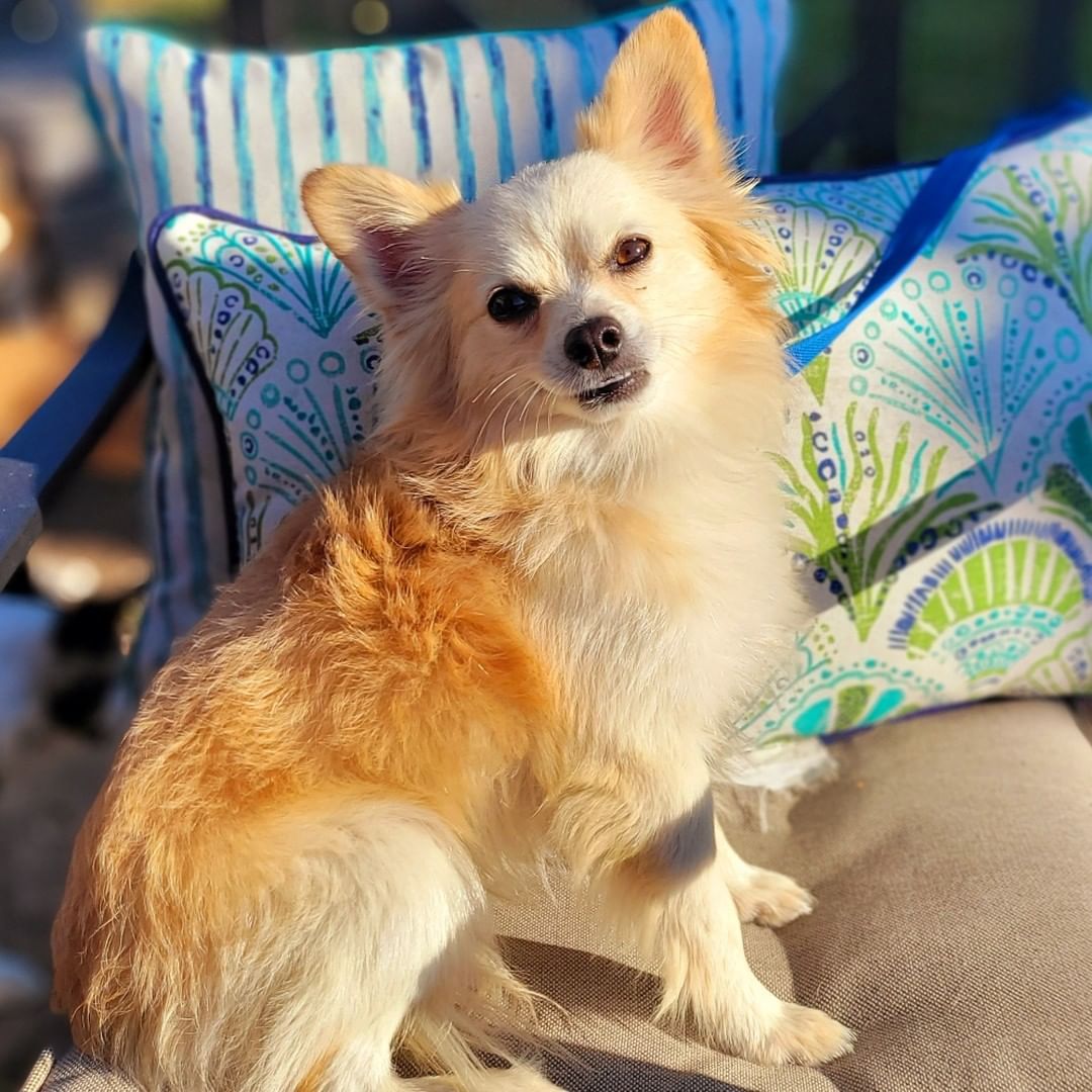 NEW TO THE CREW!!

Meet TEDDY - 2 yo male Pomeranian mix 💙

https://bluetails.org/adoption-application