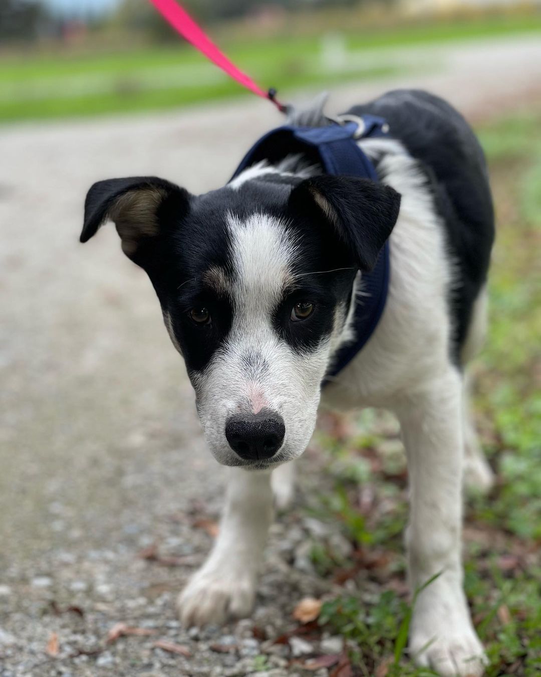 Meet Rocky Road! This 4 month old <a target='_blank' href='https://www.instagram.com/explore/tags/aussie/'>#aussie</a> <a target='_blank' href='https://www.instagram.com/explore/tags/shepherdmix/'>#shepherdmix</a> boy was in need of rescue when his family had an unexpected litter. They gave the other pups away but needed help with this guy. This sweet boy is pretty shut down and scared but we know the power of his amazing <a target='_blank' href='https://www.instagram.com/explore/tags/foster/'>#foster</a> family will have him good as new in no time. We expect Rocky Road to be in the 60 plus pound range as an adult. Welcome to the <a target='_blank' href='https://www.instagram.com/explore/tags/jakeswishfamily/'>#jakeswishfamily</a> sweet boy! We promise it’s all warm beds, full bowls of food and lots of kisses from now on. <a target='_blank' href='https://www.instagram.com/explore/tags/fosteringsaveslives/'>#fosteringsaveslives</a> <a target='_blank' href='https://www.instagram.com/explore/tags/jakeswishrescue/'>#jakeswishrescue</a> <a target='_blank' href='https://www.instagram.com/explore/tags/adoptdontshop/'>#adoptdontshop</a>