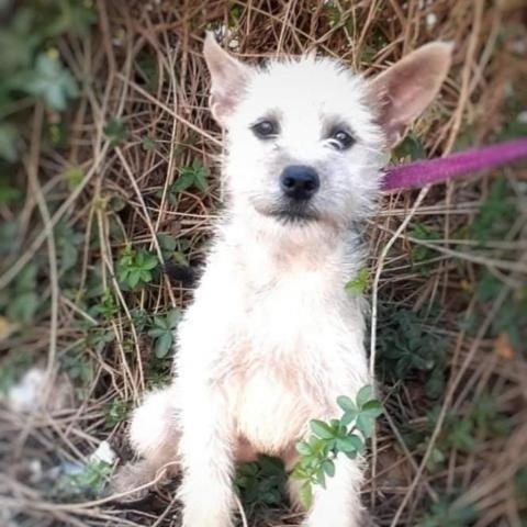 Seeking forever family. Meet Nena!

Nena is a 5 month old, small to medium size Westie mix. She is a very friendly, playful girl, with an awesome temperament! She Loves all people and dogs. She will be a great dog for active families with kids. She currently weighs around 12 lb and will be around 25 lbs when fully grown. Please help her find her forever home!

If interested in Nena, please apply through our website.
Anlcf.org
Location: San Diego

<a target='_blank' href='https://www.instagram.com/explore/tags/ANewLifeCharitableFoundation/'>#ANewLifeCharitableFoundation</a> <a target='_blank' href='https://www.instagram.com/explore/tags/PleaseShare/'>#PleaseShare</a> <a target='_blank' href='https://www.instagram.com/explore/tags/Foster/'>#Foster</a> <a target='_blank' href='https://www.instagram.com/explore/tags/Adopt/'>#Adopt</a> <a target='_blank' href='https://www.instagram.com/explore/tags/OptToAdopt/'>#OptToAdopt</a> <a target='_blank' href='https://www.instagram.com/explore/tags/SDDogs/'>#SDDogs</a> <a target='_blank' href='https://www.instagram.com/explore/tags/SDRescue/'>#SDRescue</a> <a target='_blank' href='https://www.instagram.com/explore/tags/rescuedogsofinstagram/'>#rescuedogsofinstagram</a> <a target='_blank' href='https://www.instagram.com/explore/tags/rescuedismyfavoritebreed/'>#rescuedismyfavoritebreed</a>
<a target='_blank' href='https://www.instagram.com/explore/tags/Dogs/'>#Dogs</a> <a target='_blank' href='https://www.instagram.com/explore/tags/dogsofinstagram/'>#dogsofinstagram</a> <a target='_blank' href='https://www.instagram.com/explore/tags/adoptdontshop/'>#adoptdontshop</a>
<a target='_blank' href='https://www.instagram.com/explore/tags/Pup/'>#Pup</a> <a target='_blank' href='https://www.instagram.com/explore/tags/SanDiegoRescue/'>#SanDiegoRescue</a> <a target='_blank' href='https://www.instagram.com/explore/tags/AdoptMe/'>#AdoptMe</a>