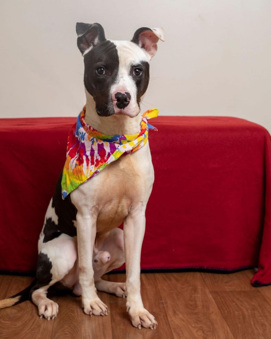 Meet our dog of the week, Beaux! 🐶

Beaux is truly a special soul! He listens super well and is loyal to his person. He loves being a couch potato but also has energy to be an active dog. He walks well on the leash except when he occasionally wants to try and to walk himself. He likes bones and knows how to entertain himself. Beaux is a quick learner and has almost mastered “leave it,” “stay” and “off.”
He is crate trained and is almost house broken. 

For more info, please email adopt@caabr.org!🐾