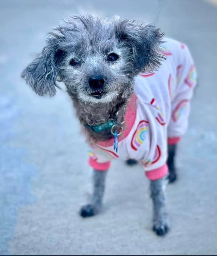 Our little angel Gigi had a 💖big💖 day last Saturday! 

✅ First adoption event with @citizenpilates
✅ Celebratory snacks at @texmexgarage afterward 

If you remember, Gigi came back to us in ROUGH shape after being adopted in 2018. 😥😥 Slowly but surely, she’s healing inside and out, and we will start screening applicants for her forever home soon. 

Don’t you just love this tiny girl’s spirit?!?

<a target='_blank' href='https://www.instagram.com/explore/tags/nevergiveup/'>#nevergiveup</a> <a target='_blank' href='https://www.instagram.com/explore/tags/fighter/'>#fighter</a> <a target='_blank' href='https://www.instagram.com/explore/tags/mondaymotivation/'>#mondaymotivation</a> <a target='_blank' href='https://www.instagram.com/explore/tags/seniordog/'>#seniordog</a> <a target='_blank' href='https://www.instagram.com/explore/tags/toypoodle/'>#toypoodle</a> <a target='_blank' href='https://www.instagram.com/explore/tags/quesoislife/'>#quesoislife</a> <a target='_blank' href='https://www.instagram.com/explore/tags/pilates/'>#pilates</a>