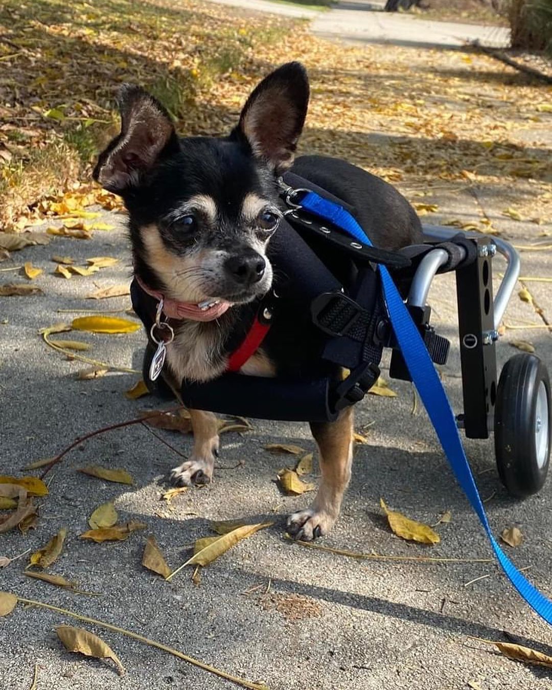 Wonderful news our little special needs chihuahua named Angela was adopted today.  Hopefully all goes well.  As we got to know her personality she was OK with other dogs but didn’t like to share the attention.  She will be living in a home with one other dog so hopefully it works out.  Thanks you to those that helped networked her.