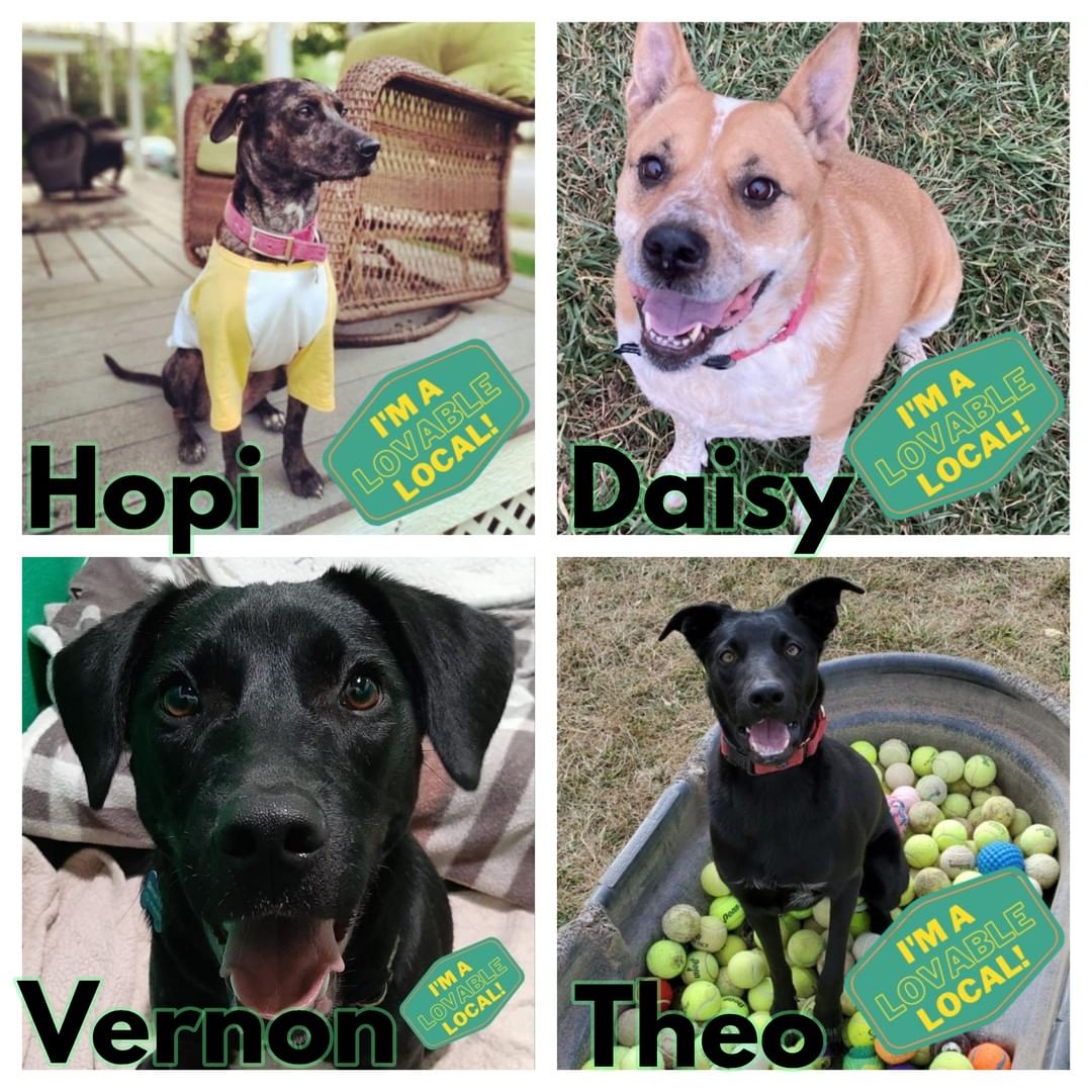 There’s only one more week left for our Loveable Locals adoption event! Check out our local dogs that are available for adoption! We have some great dogs here just waiting for you. 
Visit our website for more photos and fill out an adoption survey if any of these cuties catch your eye!
<a target='_blank' href='https://www.instagram.com/explore/tags/ColoradoAnimalRescue/'>#ColoradoAnimalRescue</a> <a target='_blank' href='https://www.instagram.com/explore/tags/AnimalRescue/'>#AnimalRescue</a> <a target='_blank' href='https://www.instagram.com/explore/tags/adoptablepet/'>#adoptablepet</a> <a target='_blank' href='https://www.instagram.com/explore/tags/adoptdontshop/'>#adoptdontshop</a> <a target='_blank' href='https://www.instagram.com/explore/tags/adoptabledog/'>#adoptabledog</a> <a target='_blank' href='https://www.instagram.com/explore/tags/lovablelocal/'>#lovablelocal</a>