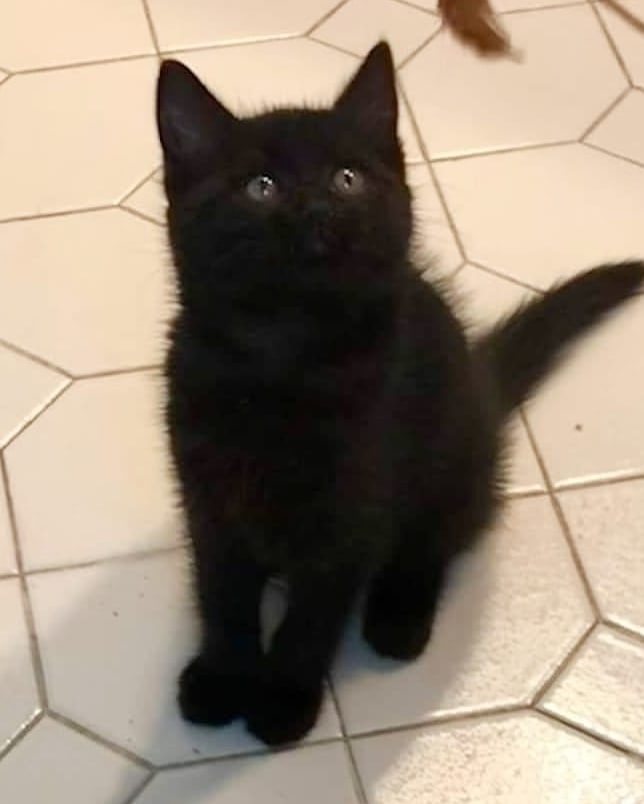 Adopt Charlotte! This cutie was found as a stray in Morris Plains. She is very friendly, playful, and snuggly. 😻 She is around 8wks old and ready for her new home! 🐈‍⬛

<a target='_blank' href='https://www.instagram.com/explore/tags/kittensofig/'>#kittensofig</a> <a target='_blank' href='https://www.instagram.com/explore/tags/kitten/'>#kitten</a> <a target='_blank' href='https://www.instagram.com/explore/tags/kittensofinstagram/'>#kittensofinstagram</a> <a target='_blank' href='https://www.instagram.com/explore/tags/blackcat/'>#blackcat</a> <a target='_blank' href='https://www.instagram.com/explore/tags/blackcatsofinstagram/'>#blackcatsofinstagram</a> <a target='_blank' href='https://www.instagram.com/explore/tags/blackkittens/'>#blackkittens</a> <a target='_blank' href='https://www.instagram.com/explore/tags/morristownnj/'>#morristownnj</a> <a target='_blank' href='https://www.instagram.com/explore/tags/nj/'>#nj</a> <a target='_blank' href='https://www.instagram.com/explore/tags/newjersey/'>#newjersey</a> <a target='_blank' href='https://www.instagram.com/explore/tags/911dogandcatrescue/'>#911dogandcatrescue</a> <a target='_blank' href='https://www.instagram.com/explore/tags/adopt/'>#adopt</a> <a target='_blank' href='https://www.instagram.com/explore/tags/rescue/'>#rescue</a> <a target='_blank' href='https://www.instagram.com/explore/tags/morriscounty/'>#morriscounty</a> <a target='_blank' href='https://www.instagram.com/explore/tags/morristown/'>#morristown</a>