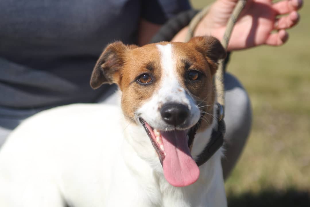 We want to thank @konnerallophotography for sharing her time and talents at the Vermilion Parish Shelter yesterday! These animals need all the publicity they can get to be seen and saved. We love working with local photographers, especially when the pictures are as beautiful as these 😍 📸 Give her a follow to help us show our thanks ❤️🐾