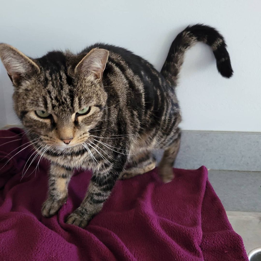 Meet Butterfinger 🍫! Butterfinger is a beautiful Marbled Tabby neutered male and approximately 3 years old. He came to us around Halloween & is the absolute sweetest boy 🥰😻! He loves to cuddle on top of the counters and cat trees. He tolerates other cats as long as they are on the mellow side. Although he has a grumpy looking face, he would love a furever home so he could get pets and belly rubs all day long 🙌🏻 
.
.
If you are interested in Butterfinger, please submit an online application and email it to michelle@theanimalhavenct.org! 
.
.
<a target='_blank' href='https://www.instagram.com/explore/tags/Butterfinger/'>#Butterfinger</a> <a target='_blank' href='https://www.instagram.com/explore/tags/marbledtabby/'>#marbledtabby</a> <a target='_blank' href='https://www.instagram.com/explore/tags/tabbycat/'>#tabbycat</a> <a target='_blank' href='https://www.instagram.com/explore/tags/tabbycatsofinstagram/'>#tabbycatsofinstagram</a> <a target='_blank' href='https://www.instagram.com/explore/tags/catsofinstagram/'>#catsofinstagram</a> <a target='_blank' href='https://www.instagram.com/explore/tags/bigstretch/'>#bigstretch</a> <a target='_blank' href='https://www.instagram.com/explore/tags/grumpyface/'>#grumpyface</a> <a target='_blank' href='https://www.instagram.com/explore/tags/cuddlebug/'>#cuddlebug</a> <a target='_blank' href='https://www.instagram.com/explore/tags/fureverhome/'>#fureverhome</a> <a target='_blank' href='https://www.instagram.com/explore/tags/adoptable/'>#adoptable</a> <a target='_blank' href='https://www.instagram.com/explore/tags/adoptme/'>#adoptme</a> <a target='_blank' href='https://www.instagram.com/explore/tags/adoptdontshop/'>#adoptdontshop</a> <a target='_blank' href='https://www.instagram.com/explore/tags/theanimalhavenct/'>#theanimalhavenct</a> <a target='_blank' href='https://www.instagram.com/explore/tags/theanimalhaven/'>#theanimalhaven</a> <a target='_blank' href='https://www.instagram.com/explore/tags/animalhaven/'>#animalhaven</a> <a target='_blank' href='https://www.instagram.com/explore/tags/lapcat/'>#lapcat</a> <a target='_blank' href='https://www.instagram.com/explore/tags/makingmuffins/'>#makingmuffins</a> <a target='_blank' href='https://www.instagram.com/explore/tags/Halloweencandy/'>#Halloweencandy</a>