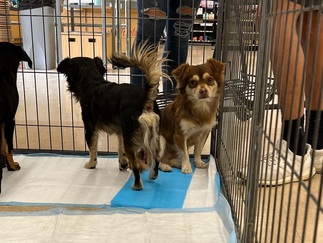 Hello and happy Saturday!! 😃🐾👋🏼

Today we are at PETCO until 3:00 pm with some of the most ADORABLE fur-kids who are waiting to find their furever homes!!

So that you are adoption ready and approved as an adopter, please click the link below to view our adoption procedures and requirements: ⬇️

https://www.imperialcountyhumane.org/adoption-requirements

We hope to see you all there! Please share! 🐾❤️
<a target='_blank' href='https://www.instagram.com/explore/tags/ItsAGreatDayToAdopt/'>#ItsAGreatDayToAdopt</a>