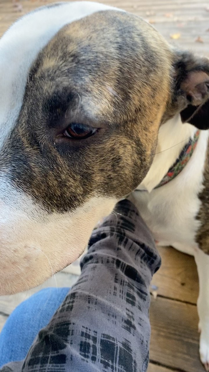 Sweetest mooshee, Zadie, getting Tuesday morning snuggle pets from her foster mama. She is a lovebug who will make someone the very beat companion. To apply for this angel, or her twin sister!, apply.neshamarescue.org 🐾🐾🐾 <a target='_blank' href='https://www.instagram.com/explore/tags/pitpup/'>#pitpup</a> <a target='_blank' href='https://www.instagram.com/explore/tags/rescue/'>#rescue</a> <a target='_blank' href='https://www.instagram.com/explore/tags/northcarolina/'>#northcarolina</a> <a target='_blank' href='https://www.instagram.com/explore/tags/snuggledog/'>#snuggledog</a> <a target='_blank' href='https://www.instagram.com/explore/tags/adoptme/'>#adoptme</a> # morninghug <a target='_blank' href='https://www.instagram.com/explore/tags/dogsofinstagram/'>#dogsofinstagram</a> <a target='_blank' href='https://www.instagram.com/explore/tags/raleigh/'>#raleigh</a> <a target='_blank' href='https://www.instagram.com/explore/tags/durham/'>#durham</a> <a target='_blank' href='https://www.instagram.com/explore/tags/chapelhill/'>#chapelhill</a> <a target='_blank' href='https://www.instagram.com/explore/tags/truelove/'>#truelove</a>