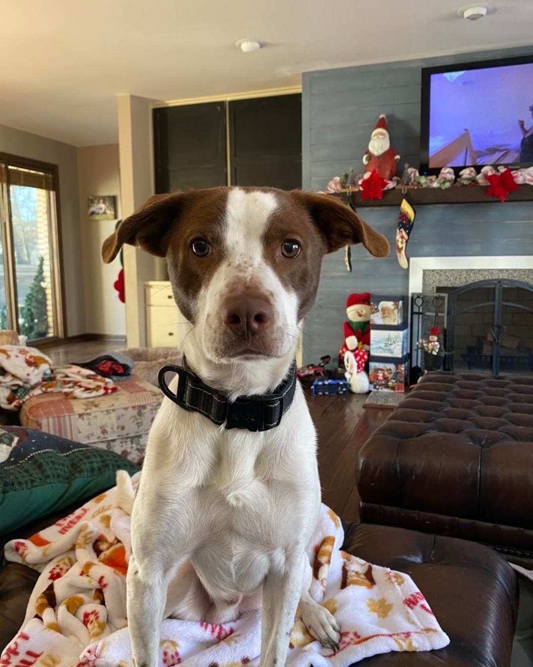 Meet Bo! He is a 1 1/2 year old hound mix. He was a puppy return due to the owner having to move into an apartment. Bo is a very sweet boy and gets along with dogs, cats and kids of all ages. He is around 95% potty trained and does well going outside. He walks well on a leash and loves to play with toys. He is around 35lbs. He will make a great addition to any family ❤️