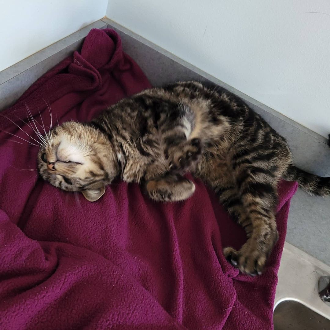 Meet Butterfinger 🍫! Butterfinger is a beautiful Marbled Tabby neutered male and approximately 3 years old. He came to us around Halloween & is the absolute sweetest boy 🥰😻! He loves to cuddle on top of the counters and cat trees. He tolerates other cats as long as they are on the mellow side. Although he has a grumpy looking face, he would love a furever home so he could get pets and belly rubs all day long 🙌🏻 
.
.
If you are interested in Butterfinger, please submit an online application and email it to michelle@theanimalhavenct.org! 
.
.
<a target='_blank' href='https://www.instagram.com/explore/tags/Butterfinger/'>#Butterfinger</a> <a target='_blank' href='https://www.instagram.com/explore/tags/marbledtabby/'>#marbledtabby</a> <a target='_blank' href='https://www.instagram.com/explore/tags/tabbycat/'>#tabbycat</a> <a target='_blank' href='https://www.instagram.com/explore/tags/tabbycatsofinstagram/'>#tabbycatsofinstagram</a> <a target='_blank' href='https://www.instagram.com/explore/tags/catsofinstagram/'>#catsofinstagram</a> <a target='_blank' href='https://www.instagram.com/explore/tags/bigstretch/'>#bigstretch</a> <a target='_blank' href='https://www.instagram.com/explore/tags/grumpyface/'>#grumpyface</a> <a target='_blank' href='https://www.instagram.com/explore/tags/cuddlebug/'>#cuddlebug</a> <a target='_blank' href='https://www.instagram.com/explore/tags/fureverhome/'>#fureverhome</a> <a target='_blank' href='https://www.instagram.com/explore/tags/adoptable/'>#adoptable</a> <a target='_blank' href='https://www.instagram.com/explore/tags/adoptme/'>#adoptme</a> <a target='_blank' href='https://www.instagram.com/explore/tags/adoptdontshop/'>#adoptdontshop</a> <a target='_blank' href='https://www.instagram.com/explore/tags/theanimalhavenct/'>#theanimalhavenct</a> <a target='_blank' href='https://www.instagram.com/explore/tags/theanimalhaven/'>#theanimalhaven</a> <a target='_blank' href='https://www.instagram.com/explore/tags/animalhaven/'>#animalhaven</a> <a target='_blank' href='https://www.instagram.com/explore/tags/lapcat/'>#lapcat</a> <a target='_blank' href='https://www.instagram.com/explore/tags/makingmuffins/'>#makingmuffins</a> <a target='_blank' href='https://www.instagram.com/explore/tags/Halloweencandy/'>#Halloweencandy</a>