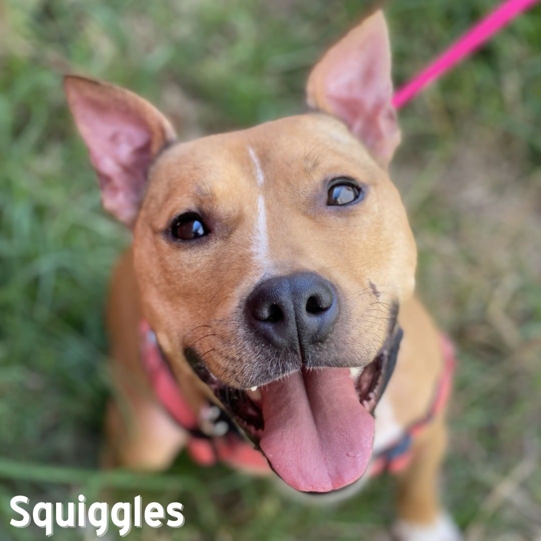 Happy Sunday! Stop by our humane center from noon to 5 p.m. today and meet special pets like Squiggles. Squiggles is our resident tripod dog and would love nothing more than to meet you!
📸: Eva Cross
.
.
<a target='_blank' href='https://www.instagram.com/explore/tags/adoptdontshop/'>#adoptdontshop</a> <a target='_blank' href='https://www.instagram.com/explore/tags/adoptrva/'>#adoptrva</a> <a target='_blank' href='https://www.instagram.com/explore/tags/loveliveshere/'>#loveliveshere</a> <a target='_blank' href='https://www.instagram.com/explore/tags/tripoddogsofinstagram/'>#tripoddogsofinstagram</a> <a target='_blank' href='https://www.instagram.com/explore/tags/cinderellafund/'>#cinderellafund</a>