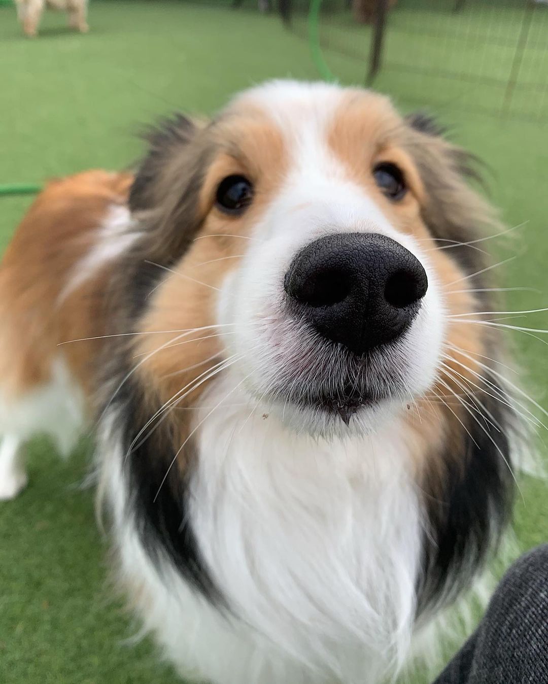 Happy <a target='_blank' href='https://www.instagram.com/explore/tags/minidogmonday/'>#minidogmonday</a> from Ollie, Lucy, Alex, Simon, Daisy and our new furiend Newt!