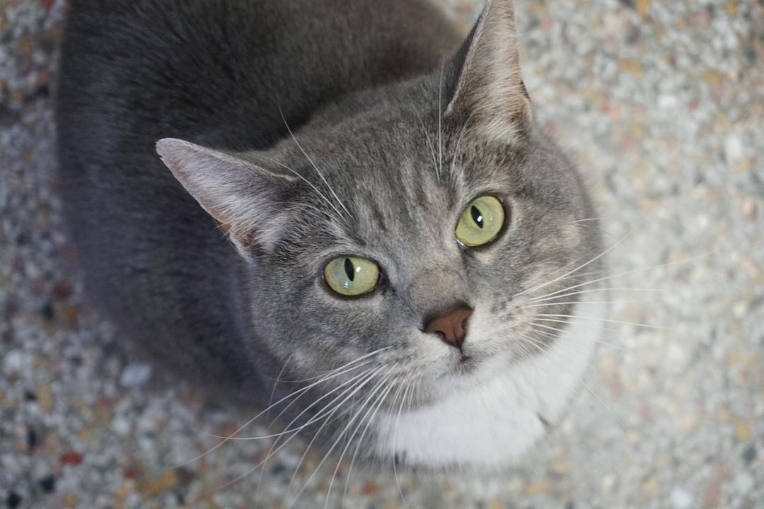 Gemma contemplating how to talk the staff into giving her more cat nip. She’s very purrsuasive. ➡️