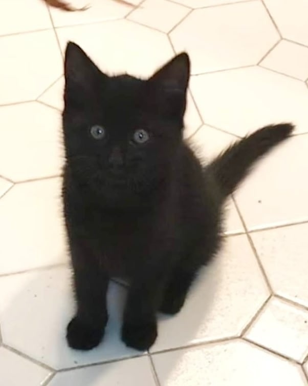 Adopt Charlotte! This cutie was found as a stray in Morris Plains. She is very friendly, playful, and snuggly. 😻 She is around 8wks old and ready for her new home! 🐈‍⬛

<a target='_blank' href='https://www.instagram.com/explore/tags/kittensofig/'>#kittensofig</a> <a target='_blank' href='https://www.instagram.com/explore/tags/kitten/'>#kitten</a> <a target='_blank' href='https://www.instagram.com/explore/tags/kittensofinstagram/'>#kittensofinstagram</a> <a target='_blank' href='https://www.instagram.com/explore/tags/blackcat/'>#blackcat</a> <a target='_blank' href='https://www.instagram.com/explore/tags/blackcatsofinstagram/'>#blackcatsofinstagram</a> <a target='_blank' href='https://www.instagram.com/explore/tags/blackkittens/'>#blackkittens</a> <a target='_blank' href='https://www.instagram.com/explore/tags/morristownnj/'>#morristownnj</a> <a target='_blank' href='https://www.instagram.com/explore/tags/nj/'>#nj</a> <a target='_blank' href='https://www.instagram.com/explore/tags/newjersey/'>#newjersey</a> <a target='_blank' href='https://www.instagram.com/explore/tags/911dogandcatrescue/'>#911dogandcatrescue</a> <a target='_blank' href='https://www.instagram.com/explore/tags/adopt/'>#adopt</a> <a target='_blank' href='https://www.instagram.com/explore/tags/rescue/'>#rescue</a> <a target='_blank' href='https://www.instagram.com/explore/tags/morriscounty/'>#morriscounty</a> <a target='_blank' href='https://www.instagram.com/explore/tags/morristown/'>#morristown</a>