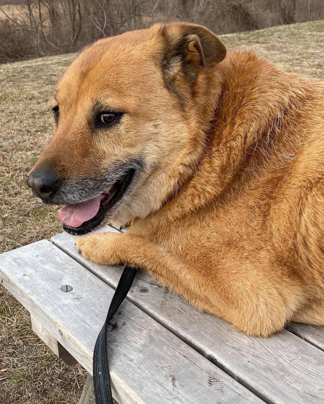 We’ve got JAMES in the building for our <a target='_blank' href='https://www.instagram.com/explore/tags/SeniorSunday/'>#SeniorSunday</a> breakdown!
Oooooh, look at this salt & pepper boy. James is a ten-year-old Shepard mix with a laid-back disposition and fox-like tail. He enjoys the little things like leisurely walks, sniffing the air, taking in his surroundings, and rainy days where he can feel the raindrops on his fur.

James’ love language is Quality Time -- One on one time spent together; sharing experiences as an expression of love. He wants to be a companion so badly. He wants to lay by your feet while you read the newspaper. He wants you to smile when you hear the sound of his tail slapping against the sofa when you come home from work. He wants to remind you to take a break from life and go for a walk in the crisp afternoon air. He wants to be your best bud. 

James is a loving, loyal, handsome pet who walks well on a leash, does well with other large dogs, and needs a home. So if you’re looking for a solid, reliable, always-happy-to-see-you, best friend kind of dog… then there is no better than James. 

And remember, November is <a target='_blank' href='https://www.instagram.com/explore/tags/SeniorMonth/'>#SeniorMonth</a>, and @stellaandchewys is covering all adoption fees for senior dogs. Let’s get James <a target='_blank' href='https://www.instagram.com/explore/tags/HomeForTheHolidays/'>#HomeForTheHolidays</a>

One of the best perks of adopting a senior (besides unbridled adoration) is that they already have a complete set of manners like housetraining and knowing boundaries. 

For more info or to apply to adopt James, please visit us at NYCSecondChanceRescue.org
 <a target='_blank' href='https://www.instagram.com/explore/tags/BecauseTheyMatter/'>#BecauseTheyMatter</a>