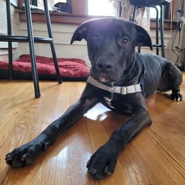 Smart, sleek, shy, and snuggly. Meet Oller. 

At two years old, Oller knows his manners. This well-behaved boy is housebroken (will nose the door to signal he needs to go), fine in his crate (though he does need a yummy treat to be coaxed in), and knows multiple commands (sit, leave it, no, walk, outside). He is still working on not pulling on walks when he sees small animals.

Oller is shy when first meeting people, especially men, but with time is sure to warm up and show his cuddly and goofy side. Once he is comfortable and knows he can trust you, Oller will happily accept belly rubs and ear scratches, and he may try to squeeze his 55-pound self into your lap.

Like a huge percentage of the human population currently, Oller has some anxieties. However, given his anxiety meds on a daily basis, he transforms into a happy, sweet boy nudging you for pets and cuddles. This playful boy loves to play fetch and tug-o-war, gets along with the resident dog in his foster home, and shows interest in meeting other dogs. If he isn’t given his medication, he is prone to resource guarding with valuable items, such as bones and toys.

Oller has so much love to give. All he needs is a patient family willing to give him the time and space he needs to warm up. If you think that Oller is right for you, fill out an application for this handsome boy today!