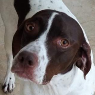 We ❤️ Subie and you will, too! She would be so thankful to find her forever family. If that’s you, click the link in our profile to complete an adoption application. 
🐾
🐾
<a target='_blank' href='https://www.instagram.com/explore/tags/pointer/'>#pointer</a> <a target='_blank' href='https://www.instagram.com/explore/tags/dog/'>#dog</a> <a target='_blank' href='https://www.instagram.com/explore/tags/dogs/'>#dogs</a> <a target='_blank' href='https://www.instagram.com/explore/tags/adoptpurelove/'>#adoptpurelove</a> <a target='_blank' href='https://www.instagram.com/explore/tags/pointersofinstagram/'>#pointersofinstagram</a> <a target='_blank' href='https://www.instagram.com/explore/tags/apr/'>#apr</a> <a target='_blank' href='https://www.instagram.com/explore/tags/dogsofinstagram/'>#dogsofinstagram</a> <a target='_blank' href='https://www.instagram.com/explore/tags/tbt/'>#tbt</a>