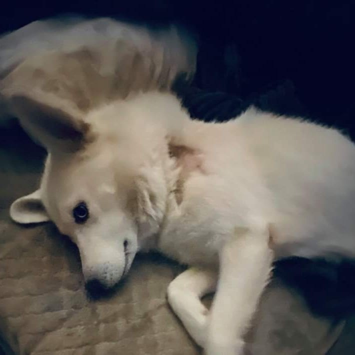 Bear is a 2 year old Samoyed Husky mix.  He is a super sweet boy that loves to cuddle.  He is good with Dogs, cats, and kids.

Apply online at the website below:

https://petlover.petstablished.com/pets/public/1228801