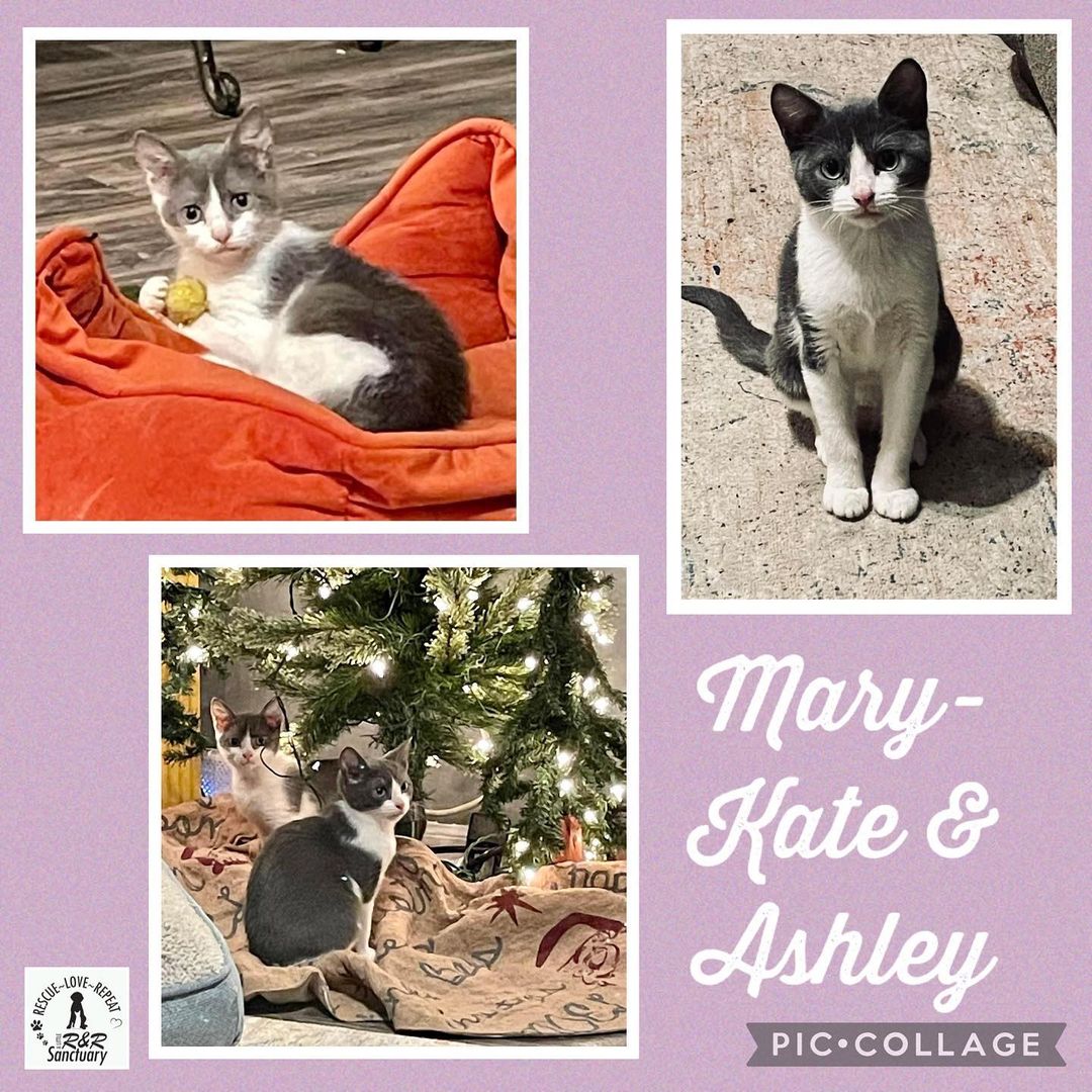 Happy caturday, Mary-Kate & Ashley are looking for their forever homes. Are you interested? DM for details or use the link in our bio to submit an application.