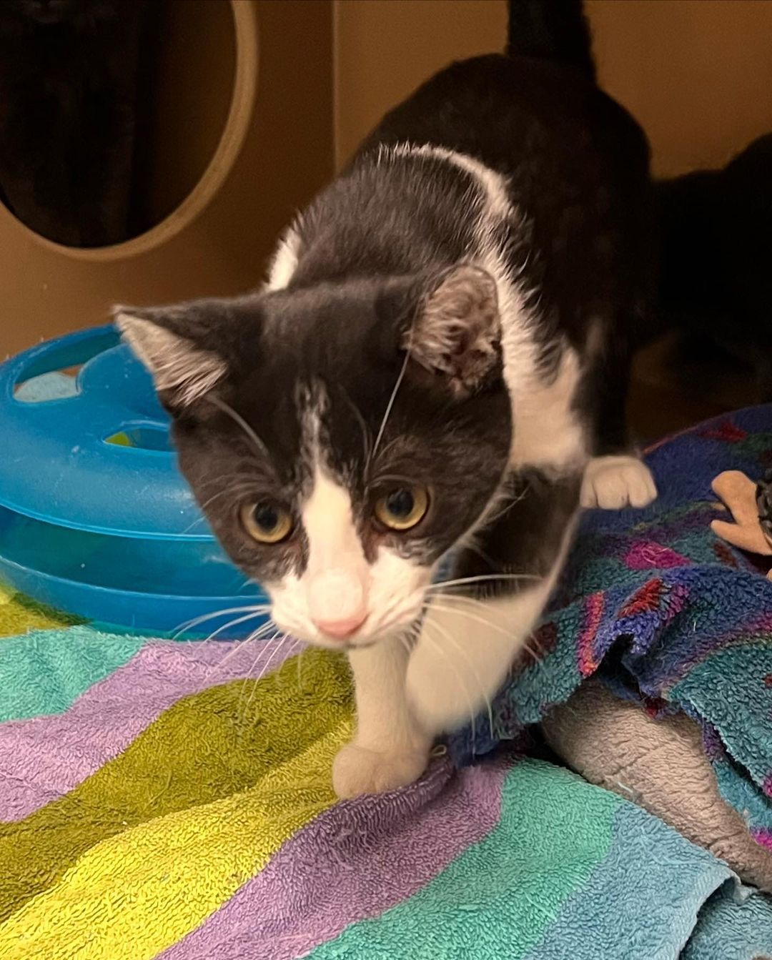 Joey, Donna, Phoenix, and Penguin are adorable kittens. These cuties are all available for adoption. Email catadopt@pawsbink.org or go to Petango.com to set up a meet and greet appointment.
.
.
.
.
<a target='_blank' href='https://www.instagram.com/explore/tags/kittens/'>#kittens</a> <a target='_blank' href='https://www.instagram.com/explore/tags/adoptakittenortwo/'>#adoptakittenortwo</a> <a target='_blank' href='https://www.instagram.com/explore/tags/kittensofinstagram/'>#kittensofinstagram</a> <a target='_blank' href='https://www.instagram.com/explore/tags/adorablekittens/'>#adorablekittens</a> <a target='_blank' href='https://www.instagram.com/explore/tags/tuxedokittens/'>#tuxedokittens</a> <a target='_blank' href='https://www.instagram.com/explore/tags/longhairkitten/'>#longhairkitten</a> <a target='_blank' href='https://www.instagram.com/explore/tags/pawsbink/'>#pawsbink</a> <a target='_blank' href='https://www.instagram.com/explore/tags/kingstonwashington/'>#kingstonwashington</a> <a target='_blank' href='https://www.instagram.com/explore/tags/bainbridgeisland/'>#bainbridgeisland</a> <a target='_blank' href='https://www.instagram.com/explore/tags/poulsbowashington/'>#poulsbowashington</a> <a target='_blank' href='https://www.instagram.com/explore/tags/northkitsap/'>#northkitsap</a>