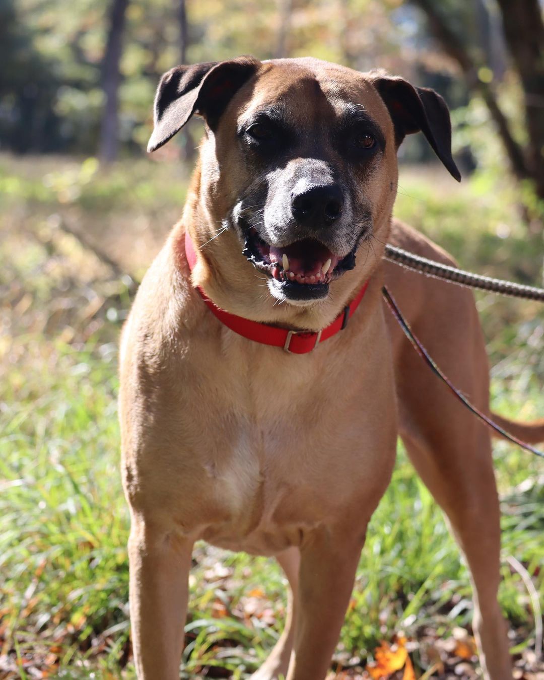 Frank, you’re too good of a boy to be here 💙

This 7 year old lab/shepherd mix king just wants to rule one thing and one thing only…. all of your love 👑

Frank still has a moderate energy level, making him equally game for a day on the couch or a nice long walk at the park 🛋🚶🏞

Please give this Marmaduke lookalike something to be thankful for this week and stop by the shelter from 12-6 today!

Learn more at pethelpers.org 💙

.
.
.
.
.

<a target='_blank' href='https://www.instagram.com/explore/tags/marmaduke/'>#marmaduke</a> <a target='_blank' href='https://www.instagram.com/explore/tags/adopt/'>#adopt</a> <a target='_blank' href='https://www.instagram.com/explore/tags/labmix/'>#labmix</a> <a target='_blank' href='https://www.instagram.com/explore/tags/lab/'>#lab</a> <a target='_blank' href='https://www.instagram.com/explore/tags/shepherd/'>#shepherd</a> <a target='_blank' href='https://www.instagram.com/explore/tags/shepherdmix/'>#shepherdmix</a> <a target='_blank' href='https://www.instagram.com/explore/tags/seniordog/'>#seniordog</a> <a target='_blank' href='https://www.instagram.com/explore/tags/adoptdontshop/'>#adoptdontshop</a> <a target='_blank' href='https://www.instagram.com/explore/tags/adopt/'>#adopt</a> <a target='_blank' href='https://www.instagram.com/explore/tags/rescue/'>#rescue</a> <a target='_blank' href='https://www.instagram.com/explore/tags/rescuedogsofinstagram/'>#rescuedogsofinstagram</a> <a target='_blank' href='https://www.instagram.com/explore/tags/rescuedismyfavoritebreed/'>#rescuedismyfavoritebreed</a> <a target='_blank' href='https://www.instagram.com/explore/tags/rescuesofinstagram/'>#rescuesofinstagram</a> <a target='_blank' href='https://www.instagram.com/explore/tags/shelter/'>#shelter</a> <a target='_blank' href='https://www.instagram.com/explore/tags/shelterdogsofinstagram/'>#shelterdogsofinstagram</a> <a target='_blank' href='https://www.instagram.com/explore/tags/shelterdog/'>#shelterdog</a> <a target='_blank' href='https://www.instagram.com/explore/tags/shelterdogs/'>#shelterdogs</a> <a target='_blank' href='https://www.instagram.com/explore/tags/sc/'>#sc</a> <a target='_blank' href='https://www.instagram.com/explore/tags/southcarolina/'>#southcarolina</a> <a target='_blank' href='https://www.instagram.com/explore/tags/lowcountry/'>#lowcountry</a> <a target='_blank' href='https://www.instagram.com/explore/tags/charleston/'>#charleston</a>