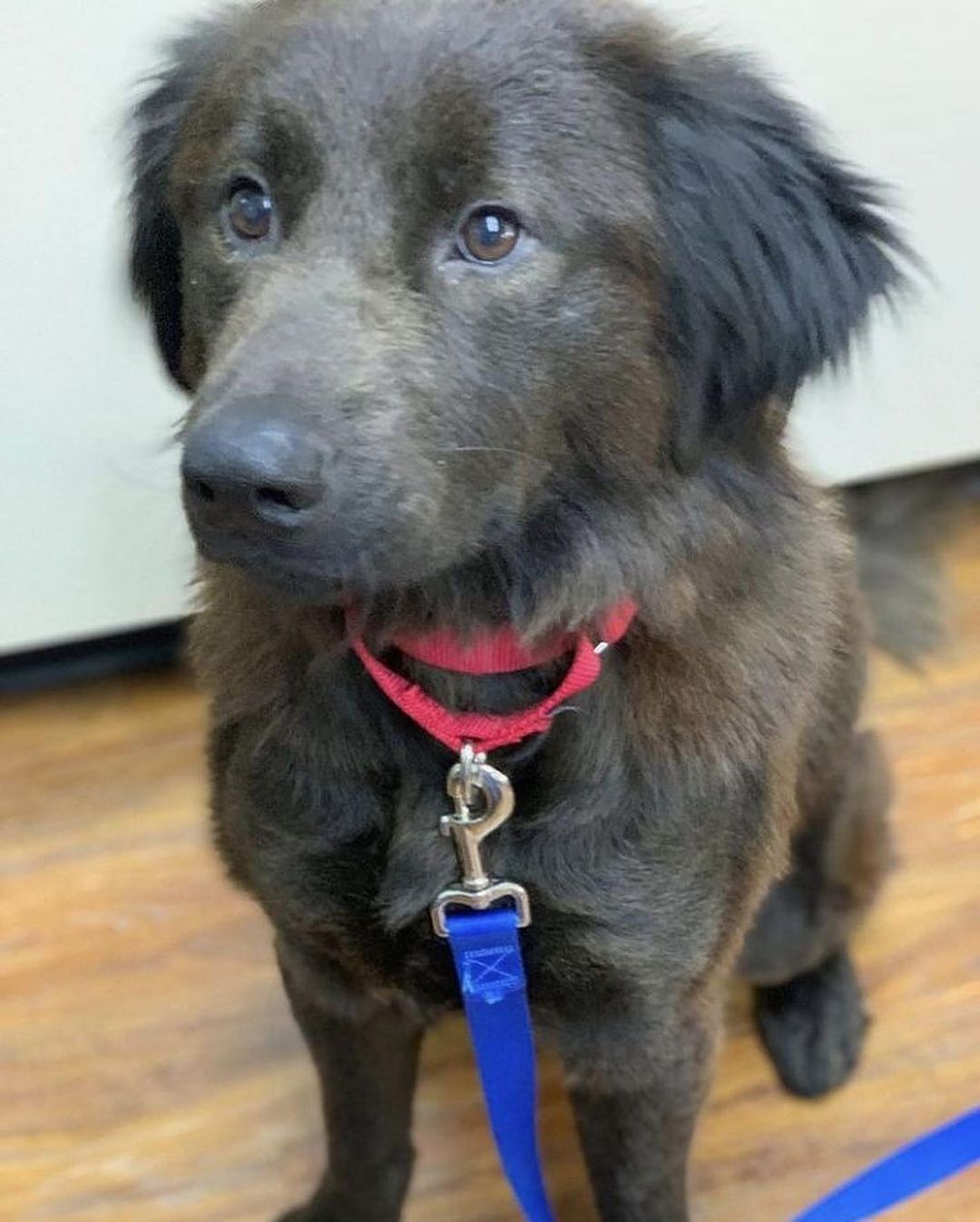 Handsome Arlo came to our shelter after being rescued by our friends at an animal control facility in South Carolina. He is a sweet boy with TONS of personality. Due to breed (chow mix), Arlo needs a home with breed (or like breed) experience. Arlo is being fostered with other dogs and plays well with them. NO cats for Arlo!

Arlo about 2 years old and weighs 55 lbs. He is neutered and vaccinated for Rabies, Distemper, and Bordetella. He recently tested negative for heartworm and tick-borne diseases and is current on flea/tick and heartworm prevention. Arlo is microchipped with a lifetime registration.

To meet Arlo, please complete an adoption application by visiting our website www.HalfwayHomeRescue.org.

<a target='_blank' href='https://www.instagram.com/explore/tags/adoptdontshop/'>#adoptdontshop</a> <a target='_blank' href='https://www.instagram.com/explore/tags/rescuedog/'>#rescuedog</a> <a target='_blank' href='https://www.instagram.com/explore/tags/shelterdog/'>#shelterdog</a> <a target='_blank' href='https://www.instagram.com/explore/tags/rescuedismyfavoritebreed/'>#rescuedismyfavoritebreed</a> <a target='_blank' href='https://www.instagram.com/explore/tags/mustlovedogs/'>#mustlovedogs</a> <a target='_blank' href='https://www.instagram.com/explore/tags/adoptme/'>#adoptme</a> <a target='_blank' href='https://www.instagram.com/explore/tags/adoptmect/'>#adoptmect</a> <a target='_blank' href='https://www.instagram.com/explore/tags/connecticut/'>#connecticut</a> <a target='_blank' href='https://www.instagram.com/explore/tags/adoptashelterdog/'>#adoptashelterdog</a> <a target='_blank' href='https://www.instagram.com/explore/tags/adoptarescuedog/'>#adoptarescuedog</a> <a target='_blank' href='https://www.instagram.com/explore/tags/mustlovedogs/'>#mustlovedogs</a> <a target='_blank' href='https://www.instagram.com/explore/tags/spayandneuteryourpets/'>#spayandneuteryourpets</a> <a target='_blank' href='https://www.instagram.com/explore/tags/adoptionislove/'>#adoptionislove</a> <a target='_blank' href='https://www.instagram.com/explore/tags/ctrescuedog/'>#ctrescuedog</a> <a target='_blank' href='https://www.instagram.com/explore/tags/rescuefosteradopt/'>#rescuefosteradopt</a> <a target='_blank' href='https://www.instagram.com/explore/tags/connecticut/'>#connecticut</a> <a target='_blank' href='https://www.instagram.com/explore/tags/adoptionsaveslives/'>#adoptionsaveslives</a> <a target='_blank' href='https://www.instagram.com/explore/tags/hhrarlo/'>#hhrarlo</a> <a target='_blank' href='https://www.instagram.com/explore/tags/halfwayhomerescueinc/'>#halfwayhomerescueinc</a>