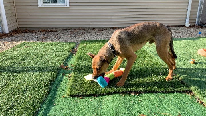 Tucker is an 11-month-old Shepherd/Lab mix who just came into our care and was trying out a lot of the toys today.