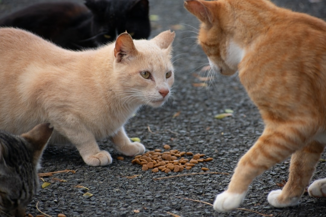 Did you know that cats with notched ears allow us to identify if feral cats have been spayed/neutered? Feral cats are important by helping maintain pest control and keeping your neighborhood clean! ⁠
⁠
⁠
⁠
⁠
⁠
Media Source: https://unsplash.com/photos/k9JXiwocnLg⁠
Photo by Derek Chang on Unsplash⁠
<a target='_blank' href='https://www.instagram.com/explore/tags/didyouknow/'>#didyouknow</a> <a target='_blank' href='https://www.instagram.com/explore/tags/funfact/'>#funfact</a> <a target='_blank' href='https://www.instagram.com/explore/tags/factoftheday/'>#factoftheday</a> <a target='_blank' href='https://www.instagram.com/explore/tags/facts/'>#facts</a> <a target='_blank' href='https://www.instagram.com/explore/tags/interestingfacts/'>#interestingfacts</a>