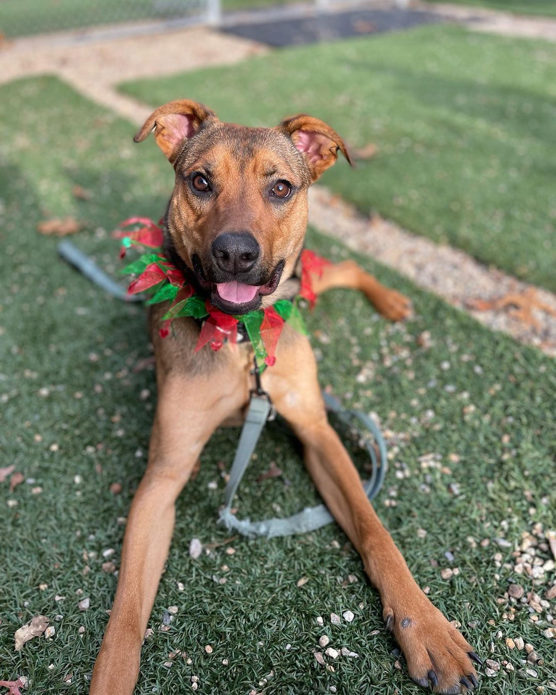 Not only did @medfielddogtrainer come and work with Tucker on his jumping all over people problem, he also took this gorgeous picture! Thank you, Peter.

<a target='_blank' href='https://www.instagram.com/explore/tags/trainyourdog/'>#trainyourdog</a> <a target='_blank' href='https://www.instagram.com/explore/tags/shepherdmix/'>#shepherdmix</a> <a target='_blank' href='https://www.instagram.com/explore/tags/medfieldma/'>#medfieldma</a>