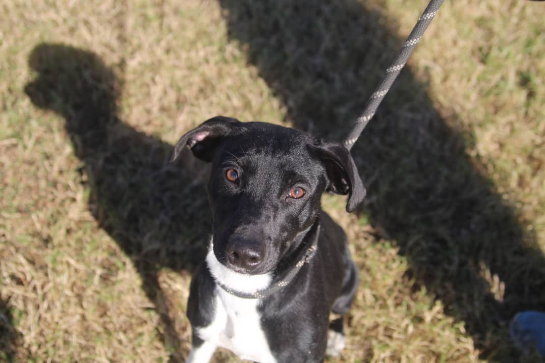 We want to thank @konnerallophotography for sharing her time and talents at the Vermilion Parish Shelter yesterday! These animals need all the publicity they can get to be seen and saved. We love working with local photographers, especially when the pictures are as beautiful as these 😍 📸 Give her a follow to help us show our thanks ❤️🐾