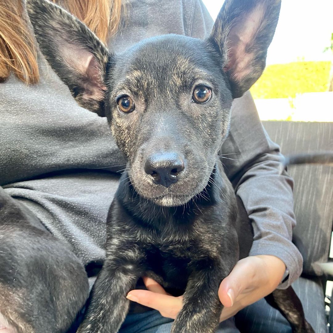 Mornin’ from 6 of mama Ember’s puppies!🤩

If you supported our 10th birthday fundraiser in October in any way, take a moment to celebrate your impact ✨ Ember and her puppies are safe and going to live wonderful lives because of you! Thank you for helping us save them!

Swipe through to see this beautiful family 😍👉 Mama Ember (who has this gorgeous cinnamon/tan/red brindle), Pie, Cider, Bones, Clove, Crisp and Pecan are all available for adoption.

Mama is about 2 years old and 44 pounds. Pups are about 11 weeks old and probably going to be around 50 pounds. They’re definitely mixed with some Husky!

If you’re interested in Ember or any of the pups, please fill out an adoption application through the link in our bio or thelittlereddog.org ❤️