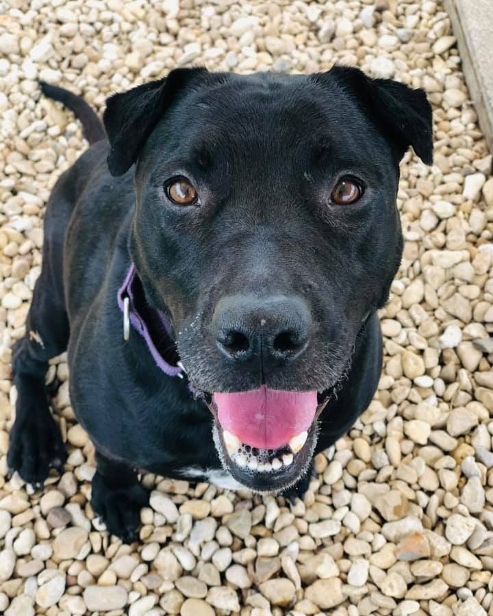 <a target='_blank' href='https://www.instagram.com/explore/tags/PetsOfTheWeek/'>#PetsOfTheWeek</a> 🐶 Who doesn't love an Oreo cookie 🍪? This easygoing older gal, lovingly referred to as Double-Stuffed Oreo here at the shelter, has been waiting a long time for her new adventure to begin. She'd love a nice comfy bed to snooze in; long, leisurely walks where she can take in all the newest sights and smells; and plenty of love and affection from her new adult family. 

She's been described as curious, active, and playful; she gets along with male dogs (we always recommend a meet & greet); and she loves car rides, fetch, and fun in the water. And this girl's got smarts - she's been enjoying lots of time training as one of our Honor Roll 'students.' 🙂

Her biggest fan gifted her with an Adoption Angel, so her fee is paid. All she needs now is for you to come begin that amazing new adventure with her! Email 📨adoption@wilco.org to schedule a priority-service appointment to meet this lovely lady.

<a target='_blank' href='https://www.instagram.com/explore/tags/shelterdogs/'>#shelterdogs</a> <a target='_blank' href='https://www.instagram.com/explore/tags/rescuedogs/'>#rescuedogs</a> <a target='_blank' href='https://www.instagram.com/explore/tags/dogsofinstagram/'>#dogsofinstagram</a> <a target='_blank' href='https://www.instagram.com/explore/tags/dogsofig/'>#dogsofig</a> <a target='_blank' href='https://www.instagram.com/explore/tags/puppiesofinstragram/'>#puppiesofinstragram</a> <a target='_blank' href='https://www.instagram.com/explore/tags/puppiesofig/'>#puppiesofig</a> <a target='_blank' href='https://www.instagram.com/explore/tags/centraltexas/'>#centraltexas</a> <a target='_blank' href='https://www.instagram.com/explore/tags/williamsoncountytx/'>#williamsoncountytx</a> <a target='_blank' href='https://www.instagram.com/explore/tags/georgetowntx/'>#georgetowntx</a> <a target='_blank' href='https://www.instagram.com/explore/tags/cedarparktx/'>#cedarparktx</a> <a target='_blank' href='https://www.instagram.com/explore/tags/huttotx/'>#huttotx</a> <a target='_blank' href='https://www.instagram.com/explore/tags/leandertx/'>#leandertx</a> <a target='_blank' href='https://www.instagram.com/explore/tags/roundrocktx/'>#roundrocktx</a> <a target='_blank' href='https://www.instagram.com/explore/tags/austintx/'>#austintx</a>