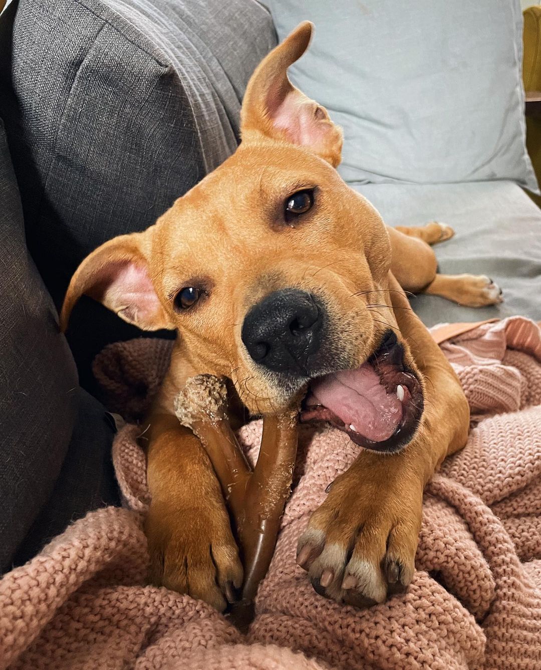 Everyone say hi to Nubbins! This cutie here will be taking over stories today - tune in to see why Nubbins is the silliest, most adorable, goof of a pup and how she would fit right in at your home ❤️

<a target='_blank' href='https://www.instagram.com/explore/tags/gpgNubbins/'>#gpgNubbins</a> <a target='_blank' href='https://www.instagram.com/explore/tags/AdoptMe/'>#AdoptMe</a> <a target='_blank' href='https://www.instagram.com/explore/tags/StoryTakeover/'>#StoryTakeover</a>